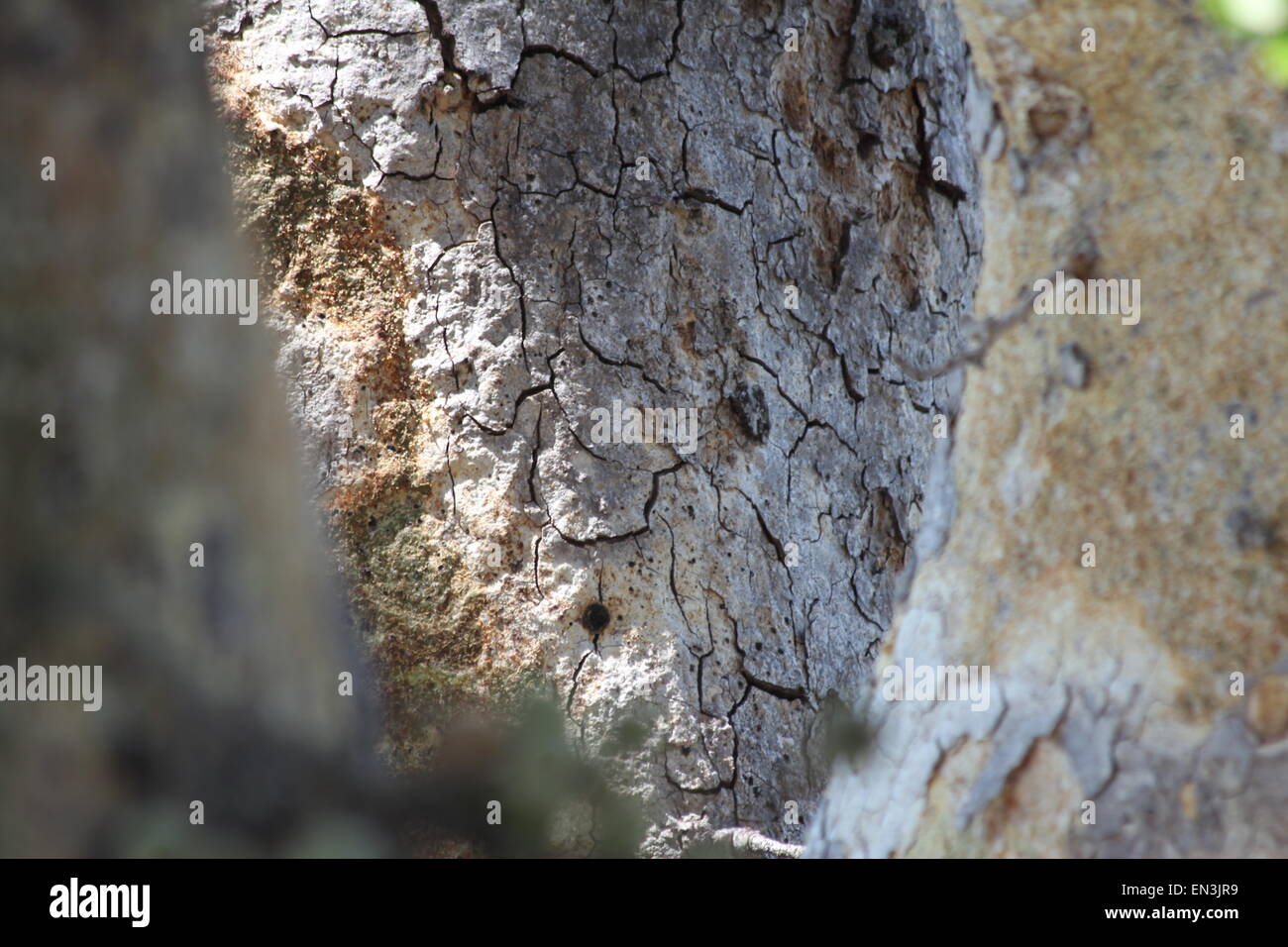 Tree bark close up Stock Photo