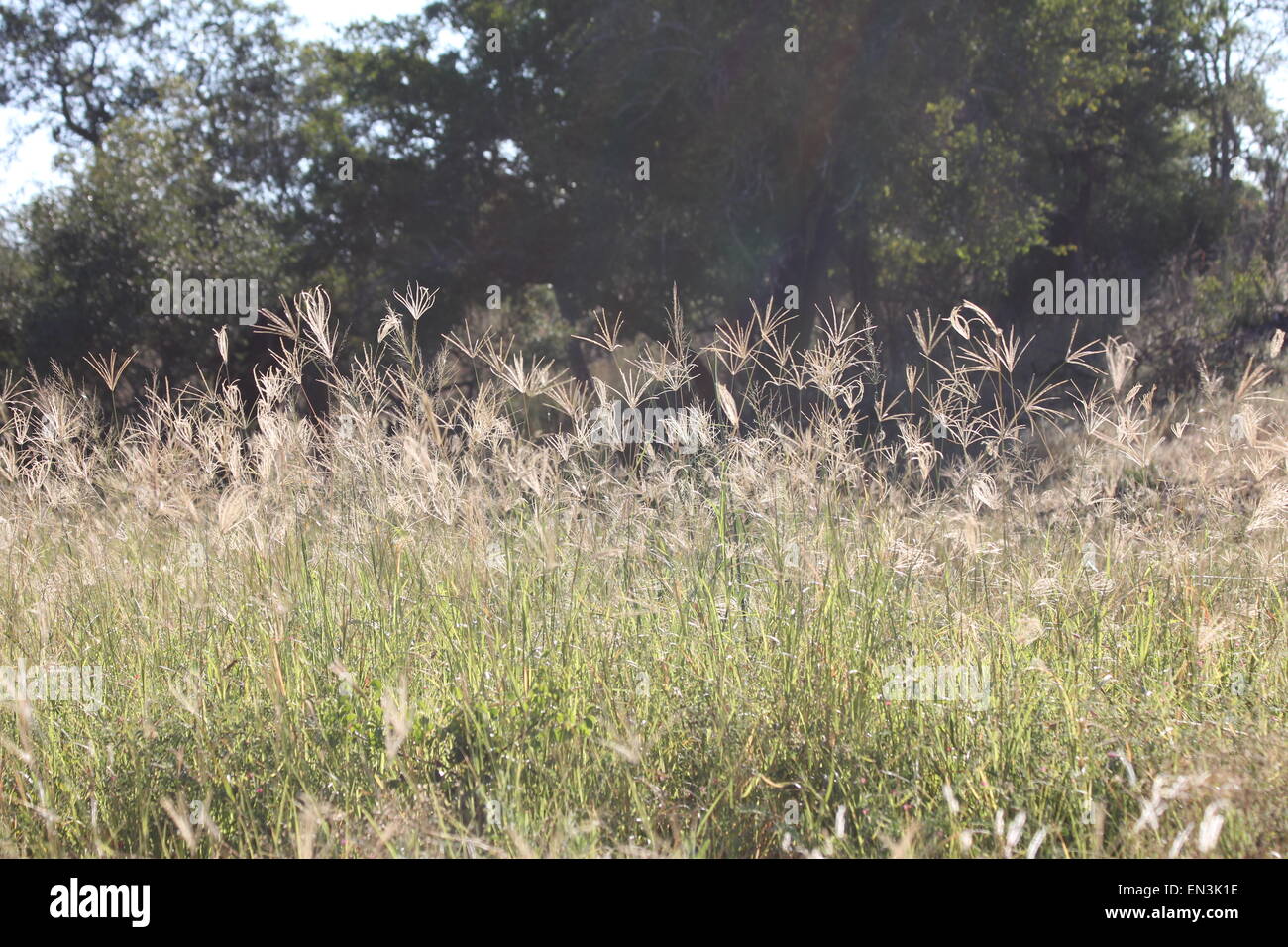 Tall bush grass hi-res stock photography and images - Alamy