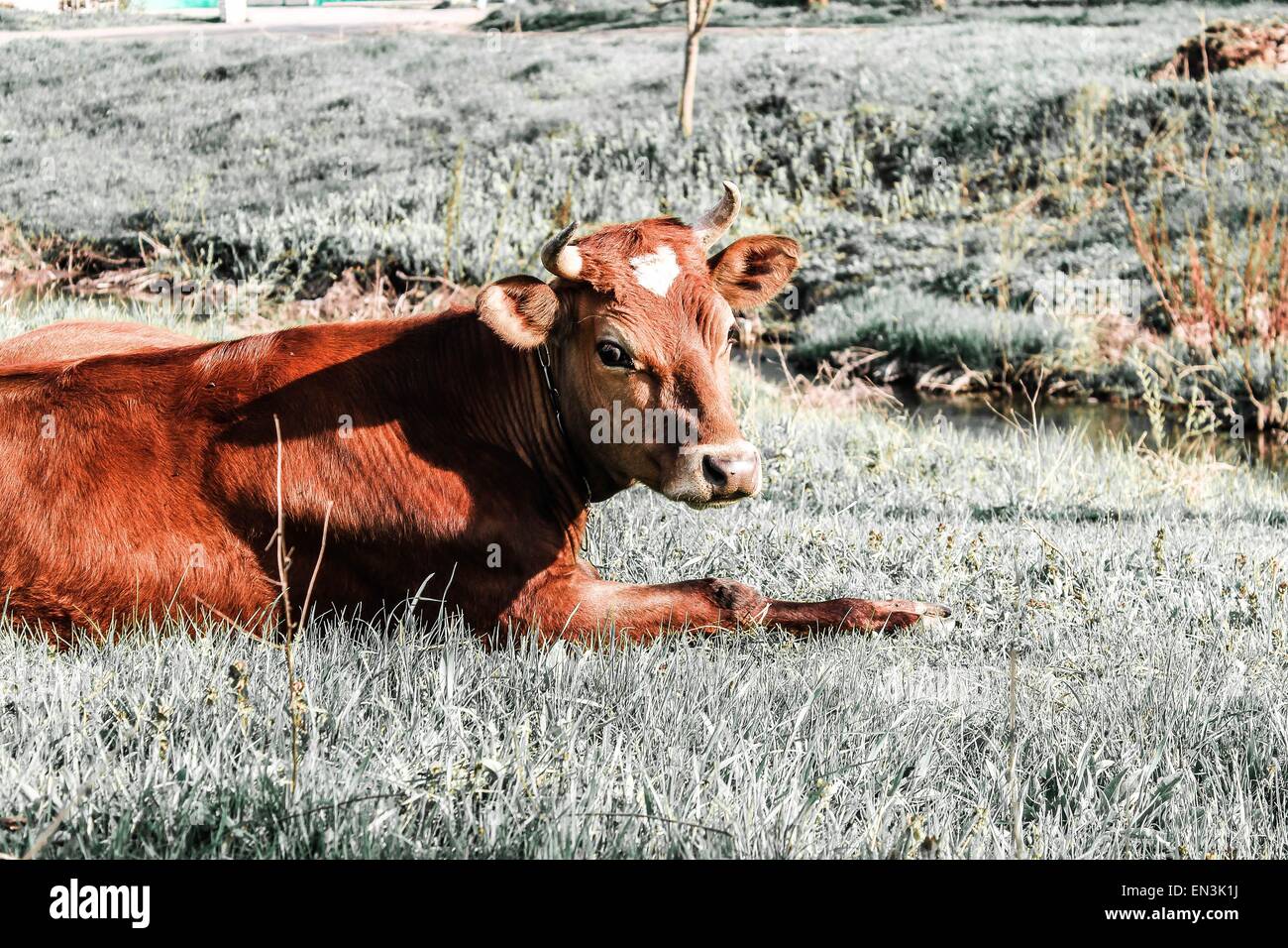 Cow Laying Down Stock Photos & Cow Laying Down Stock Images Alamy