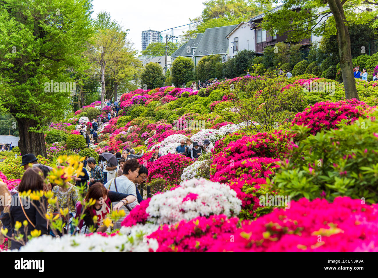 Azalea,Nezu Shrine,Bunkyo-Ku,Tokyo,Japan Stock Photo