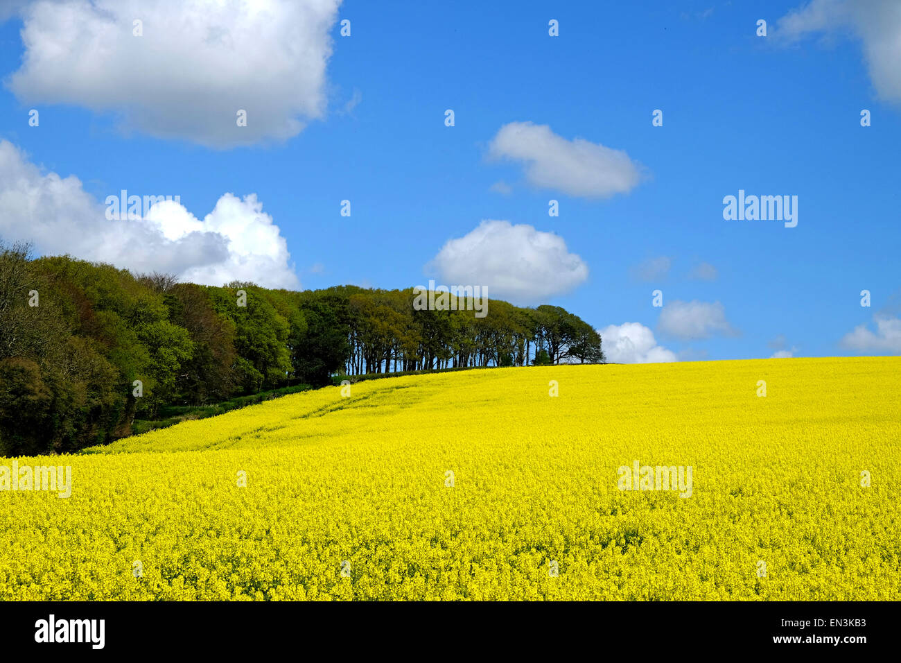 Dorset, UK. 27th April 2015. UK Weather: Rapeseed crop under a blue spring sky near Dorchester. Although rapeseed is grown for vegetable oil and biodiesel its primary use is still for animal feed. Credit:  Tom Corban/Alamy Live News Stock Photo