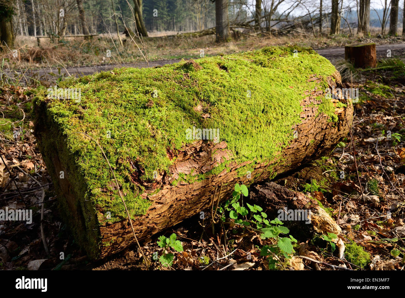 Moss covered log in the forest. Stock Photo