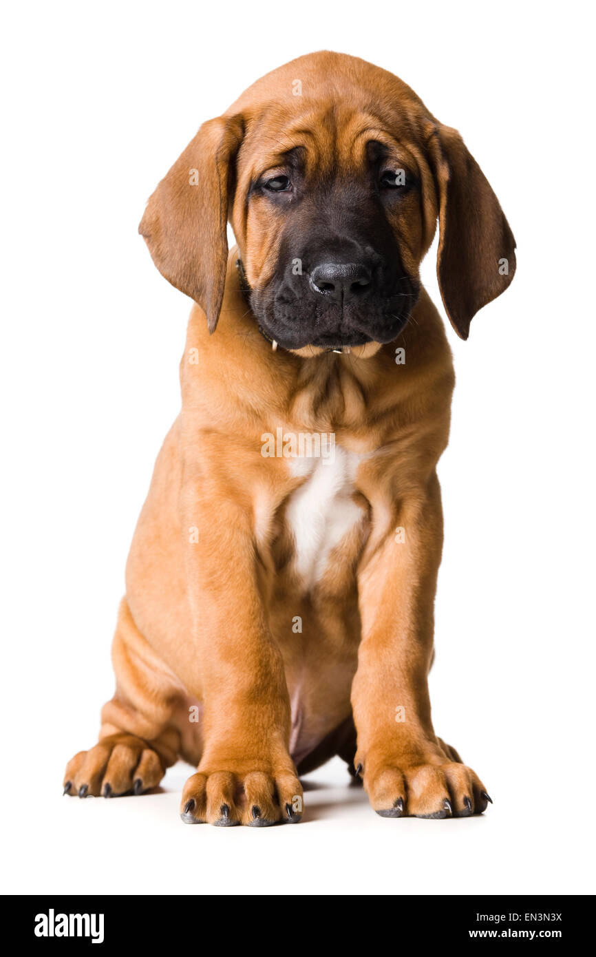 puppy dog Stock Photo