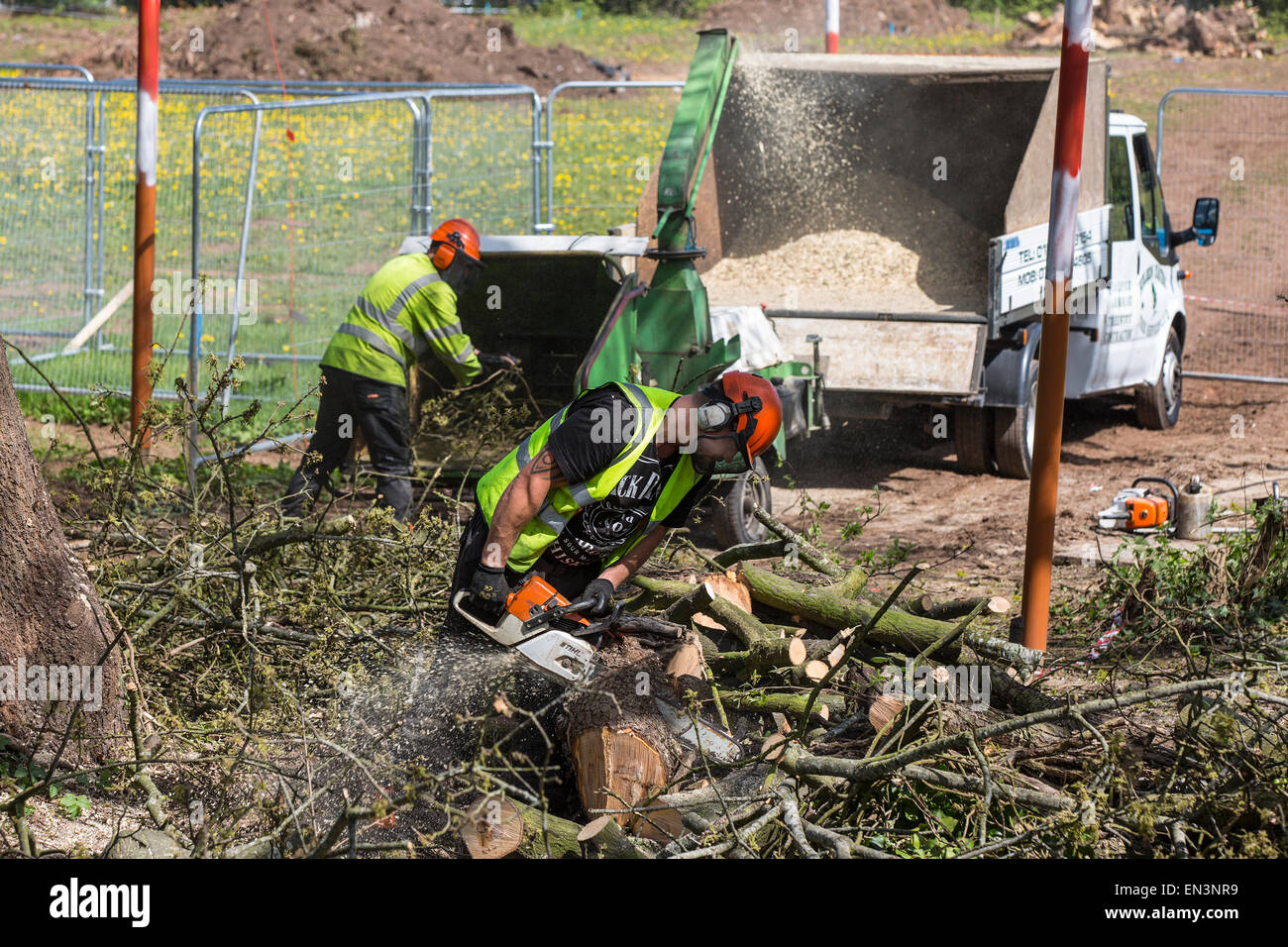 Cutting down oak tree hires stock photography and images Alamy