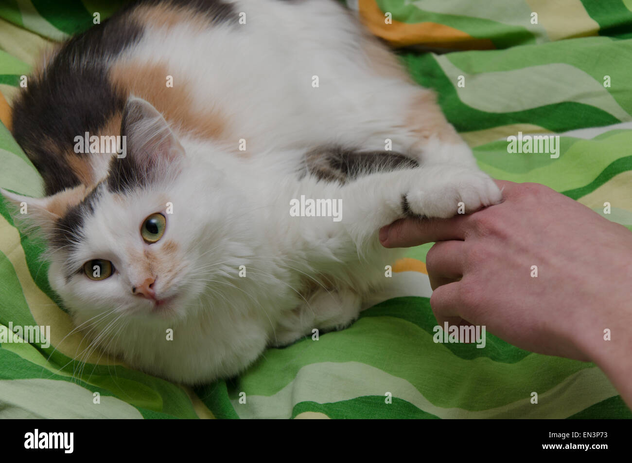 Play with Cat Stock Photo