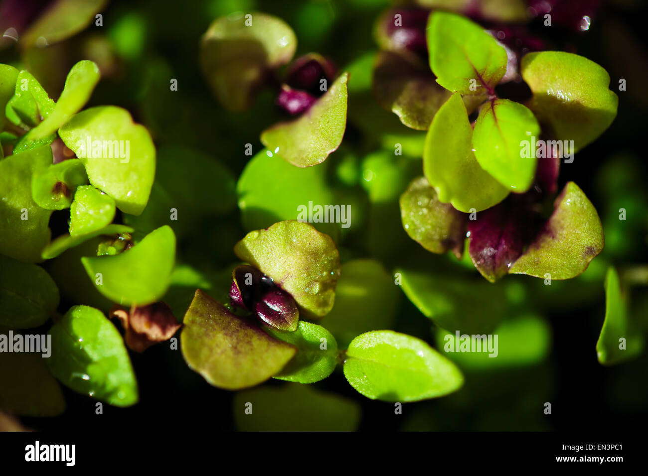 Young basil leaves close up Stock Photo Alamy