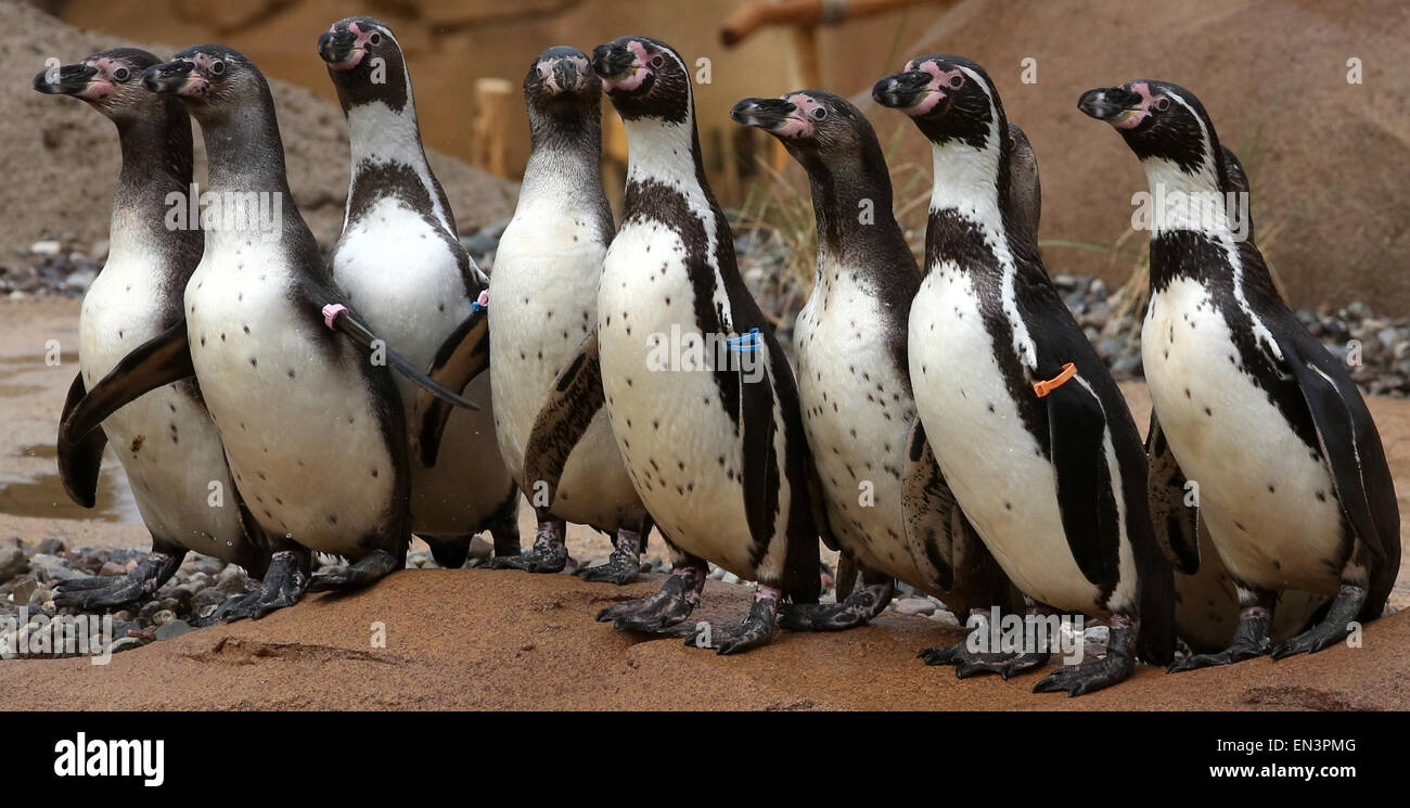 A group of Humboldt penguins move into their new enclosure at the bird park and sanctuary in Marlow, Germany, 27 April 2015. The 1,600 square metre wide area was designed to accommodate 32 penguins, nine pelicans and 40 Inca terns. The enclosure, which cost around 2 million euro to built, will open on 30 April 2015. Photo: Bernd Wuestneck/dpa Stock Photo