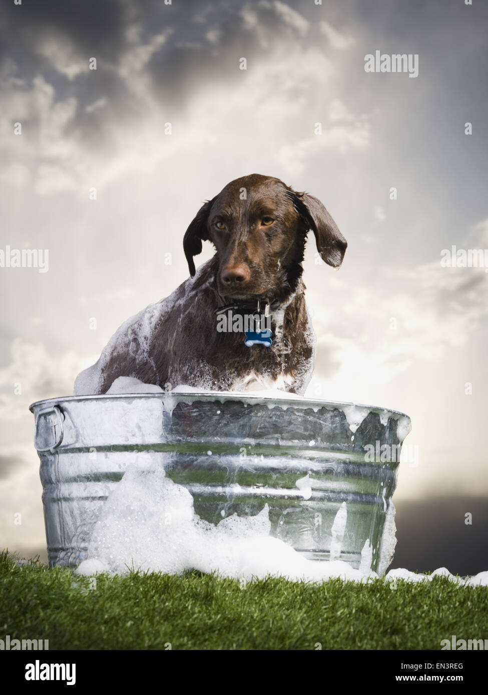 Dog in wash basin with suds outdoors on cloudy day Stock Photo Alamy