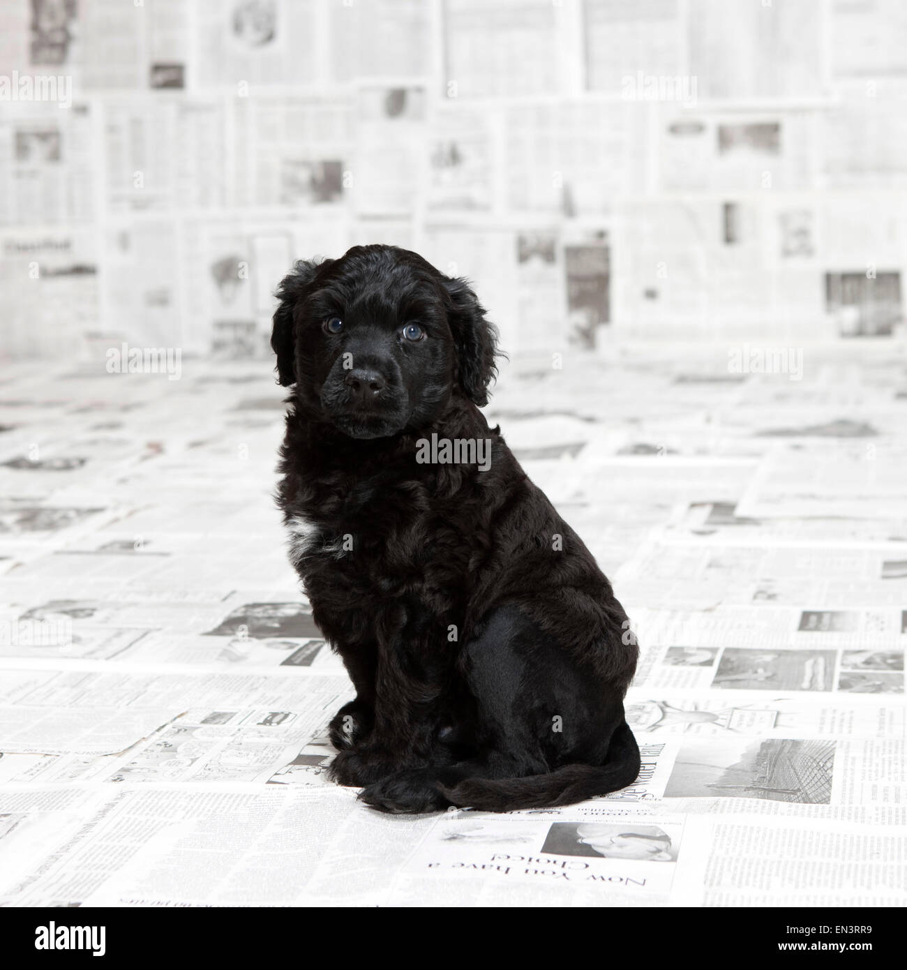 Studio shot of sitting Portuguese Water Dog puppy Stock Photo
