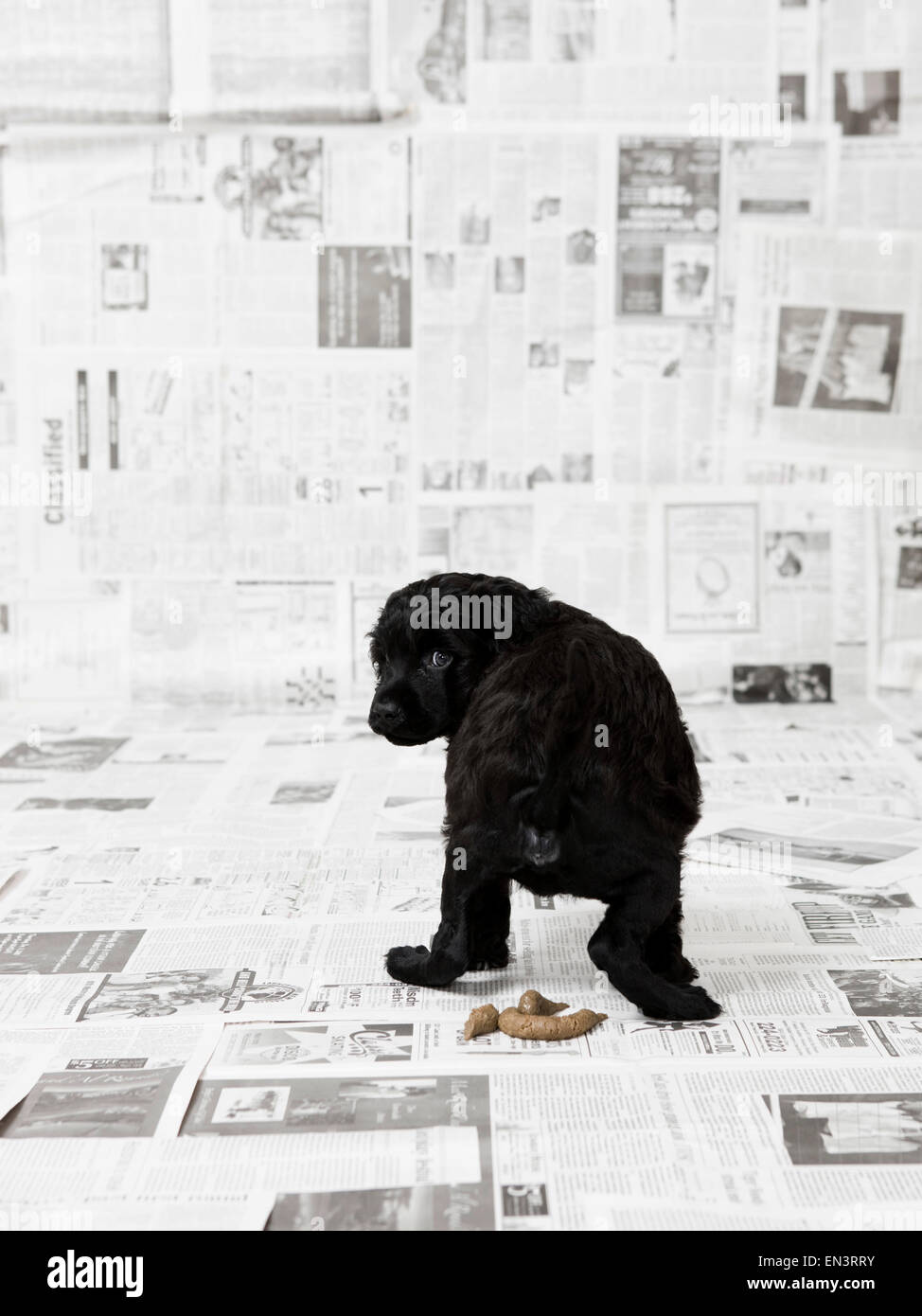 Studio shot of portuguese water dog puppy having an accident on newspaper Stock Photo