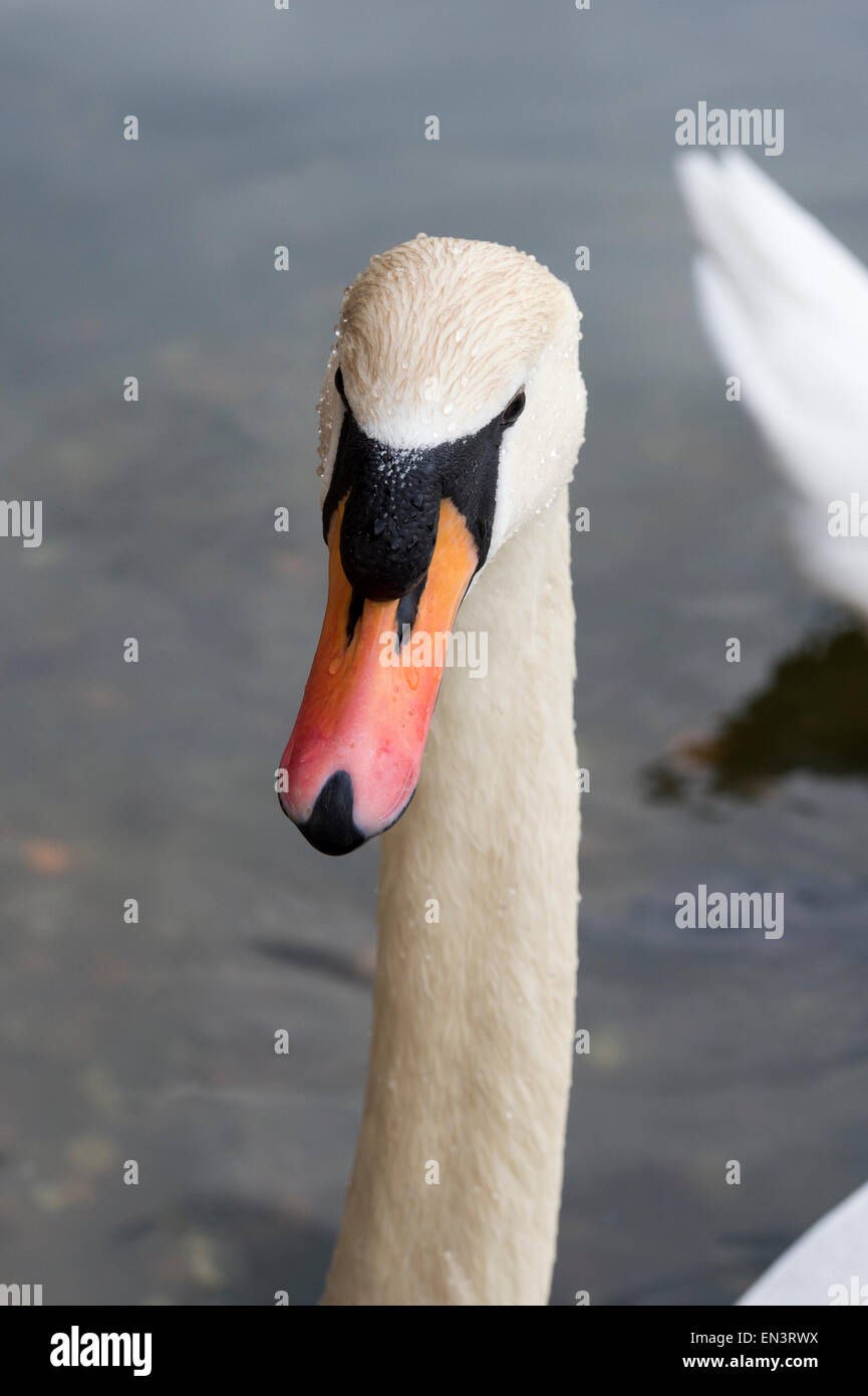 Mute swans head Stock Photo