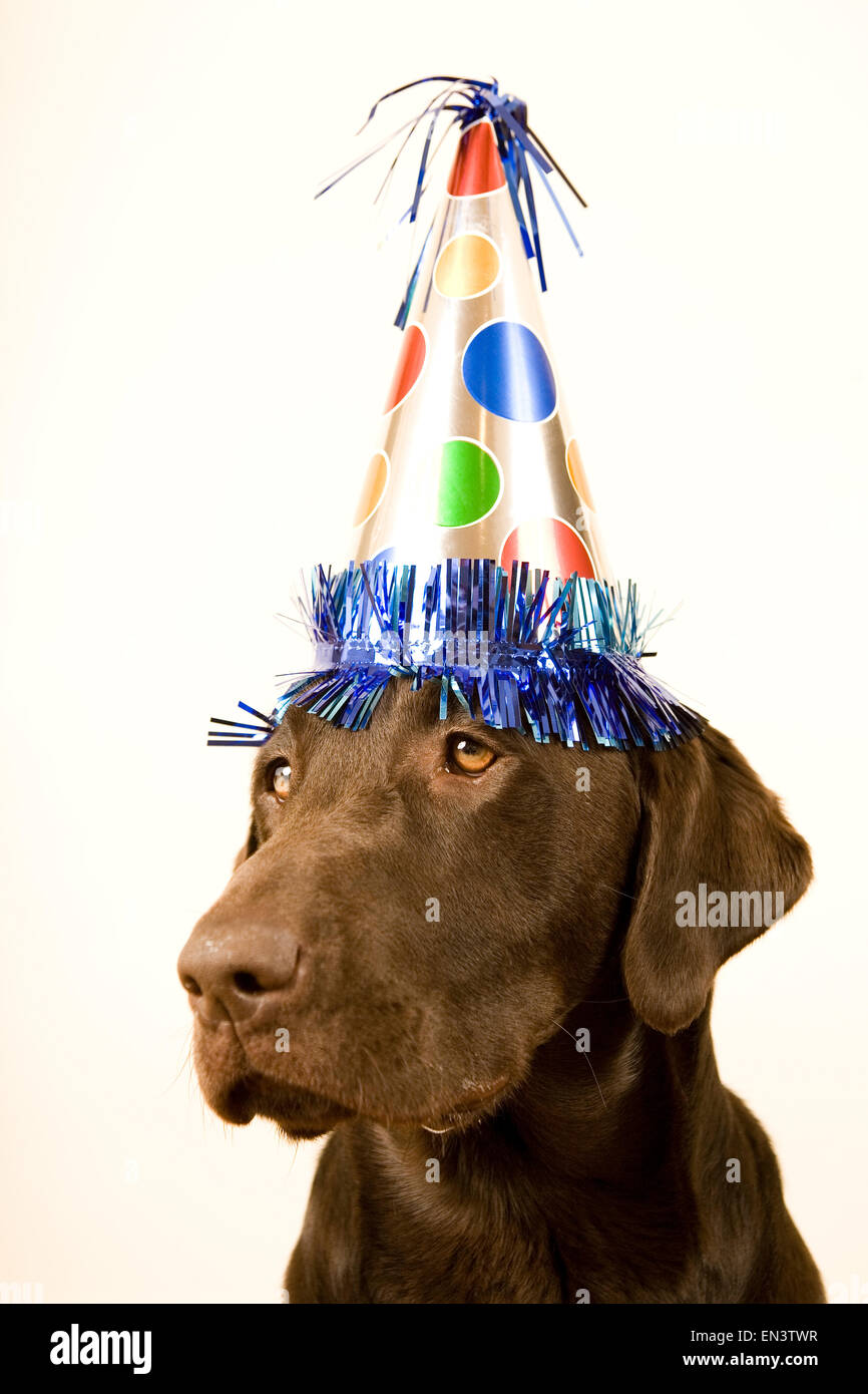 Pets Parties High Resolution Stock Photography and Images - Alamy