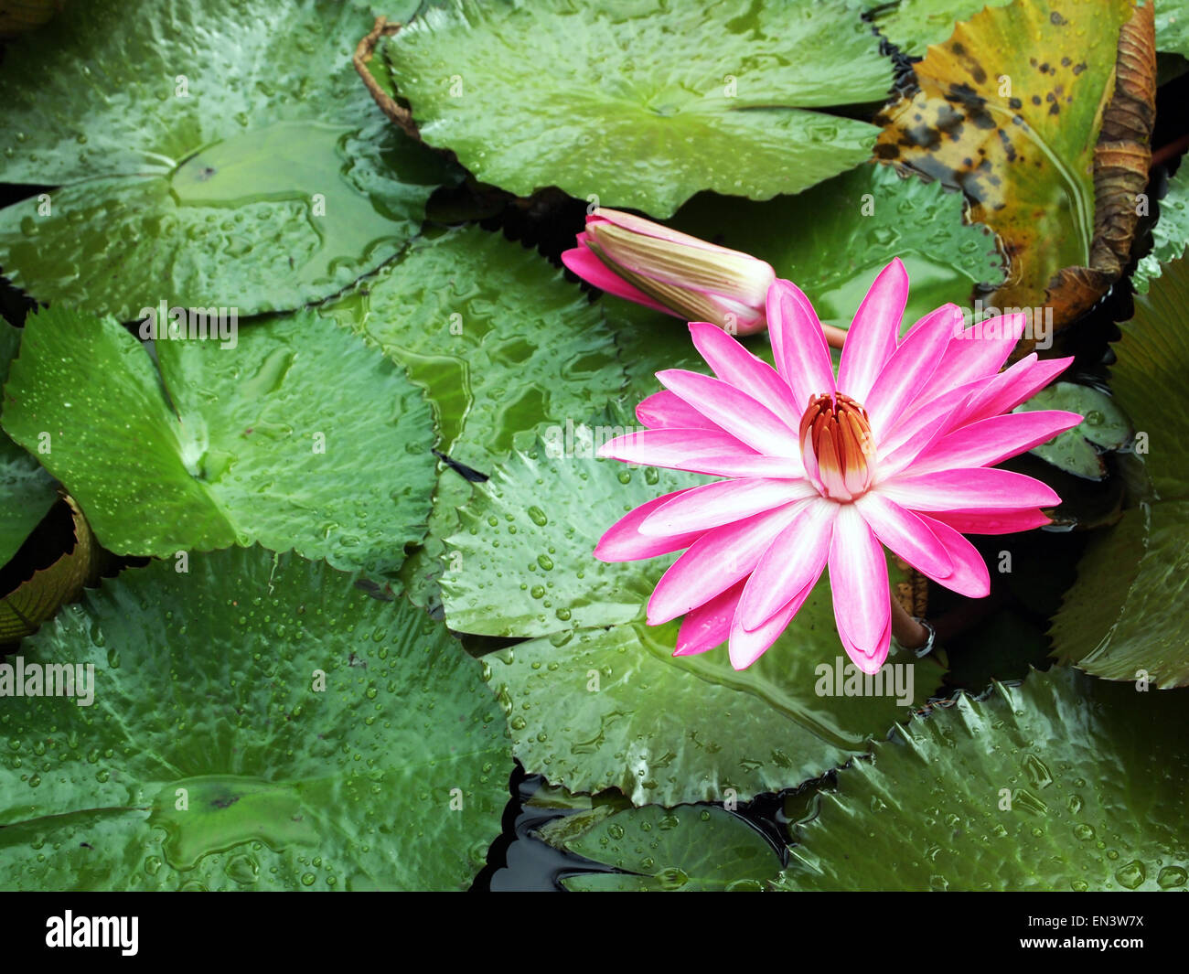 Pink lily with green leaves. Photography by Qin Xie Stock Photo