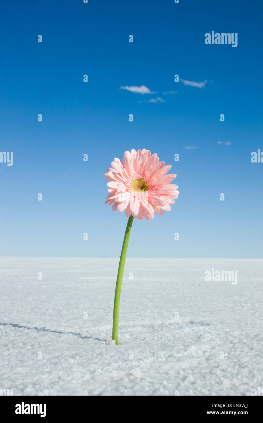 daisy in the middle of nowhere Stock Photo