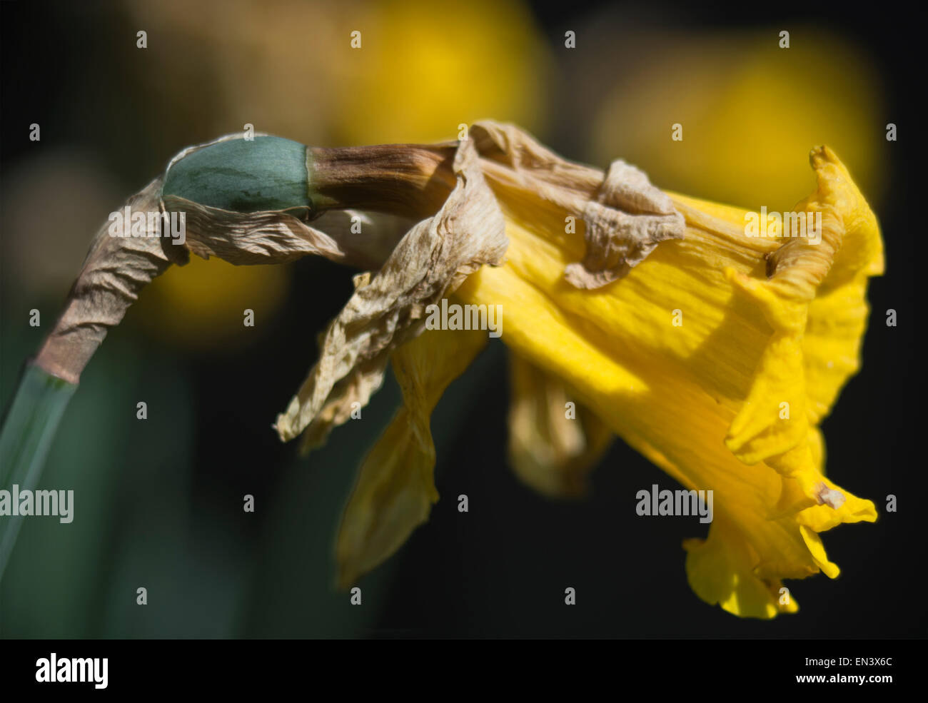 Daffodil flower dead dying faded Stock Photo Alamy