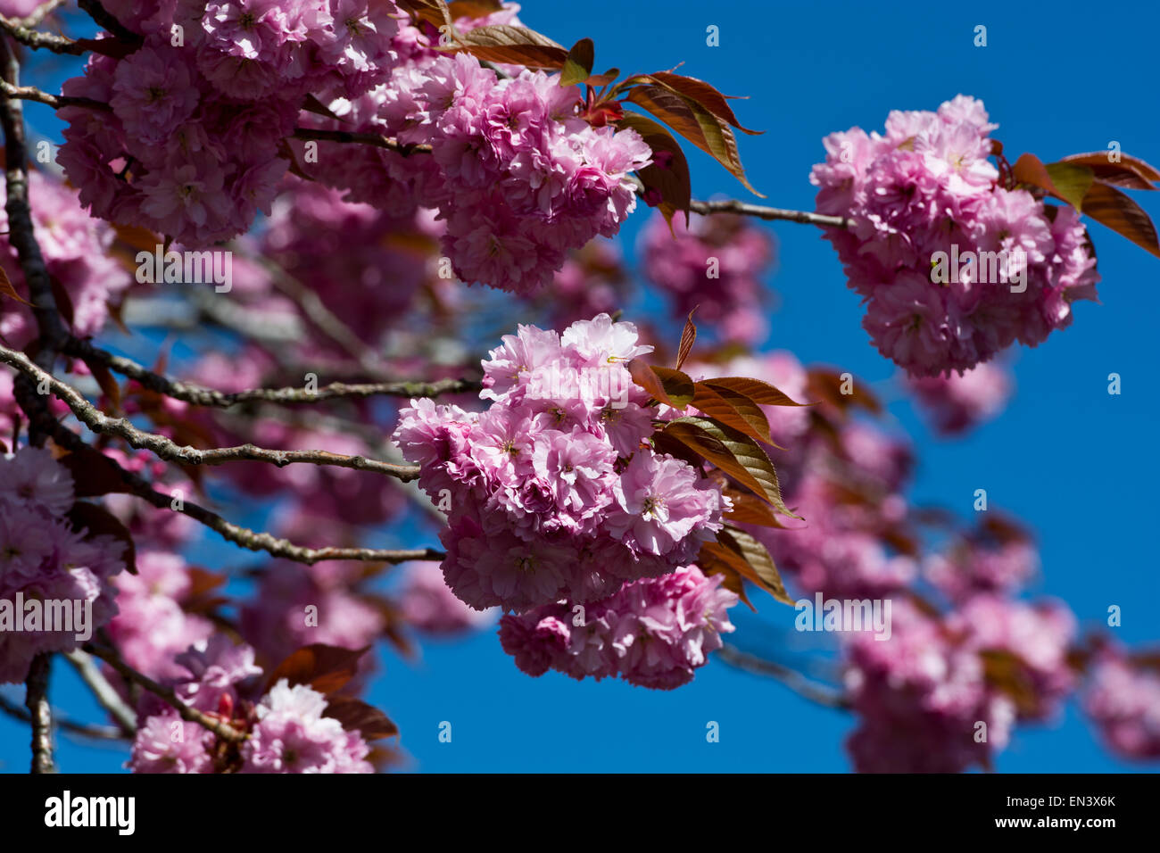 flowering  cherry blossom Japanese Cherry, Prunus serrulata,  pink Stock Photo