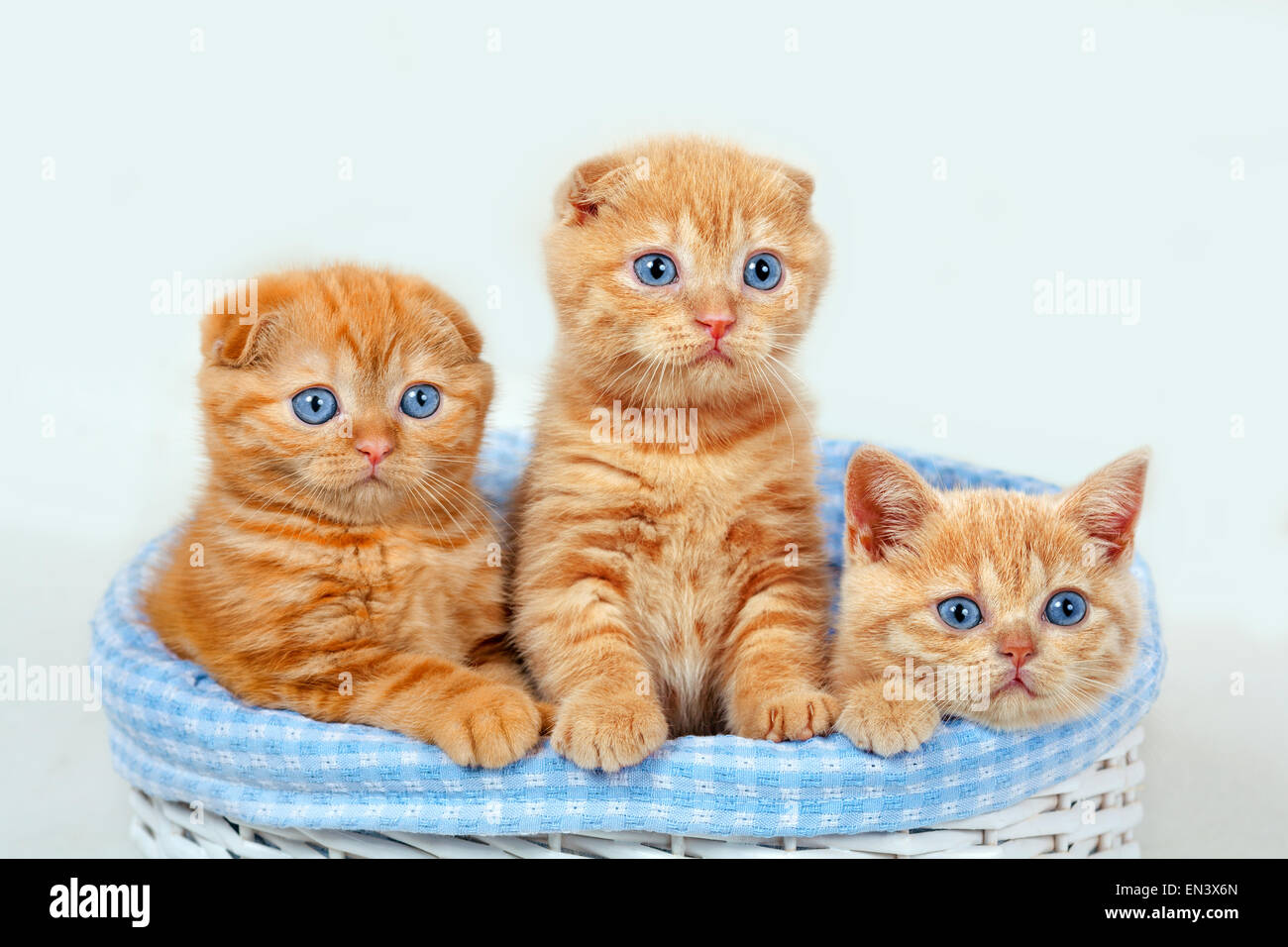 Three cute red kittens in a basket Stock Photo Alamy