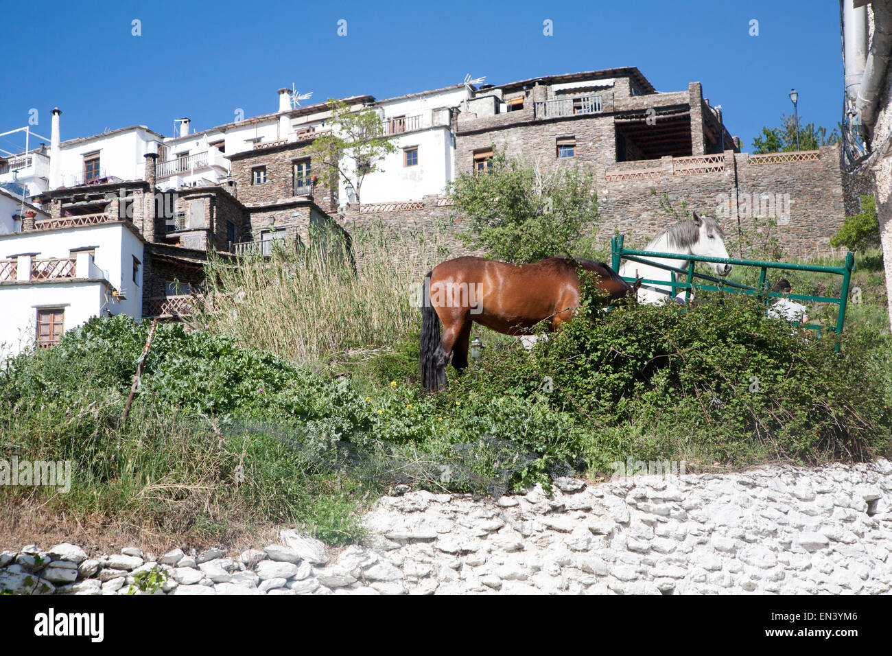 Horses in the village of Bubion, High Alpujarras, Sierra Nevada, Granada province, Spain Stock Photo
