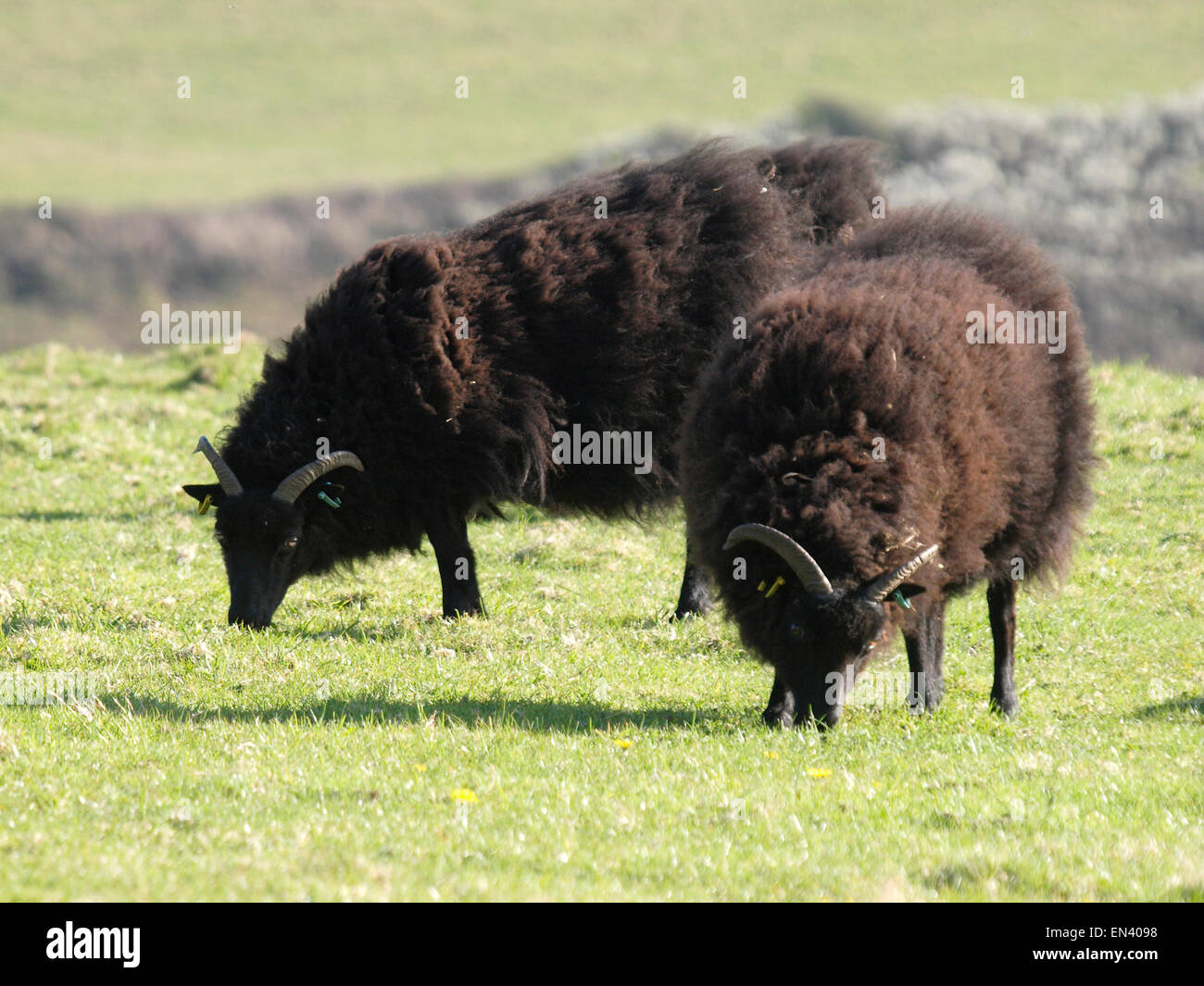 The Hebridean Sheep grazing, Devon, UK Stock Photo - Alamy