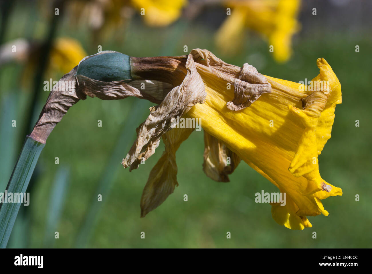Daffodil flower dead dying faded Stock Photo Alamy