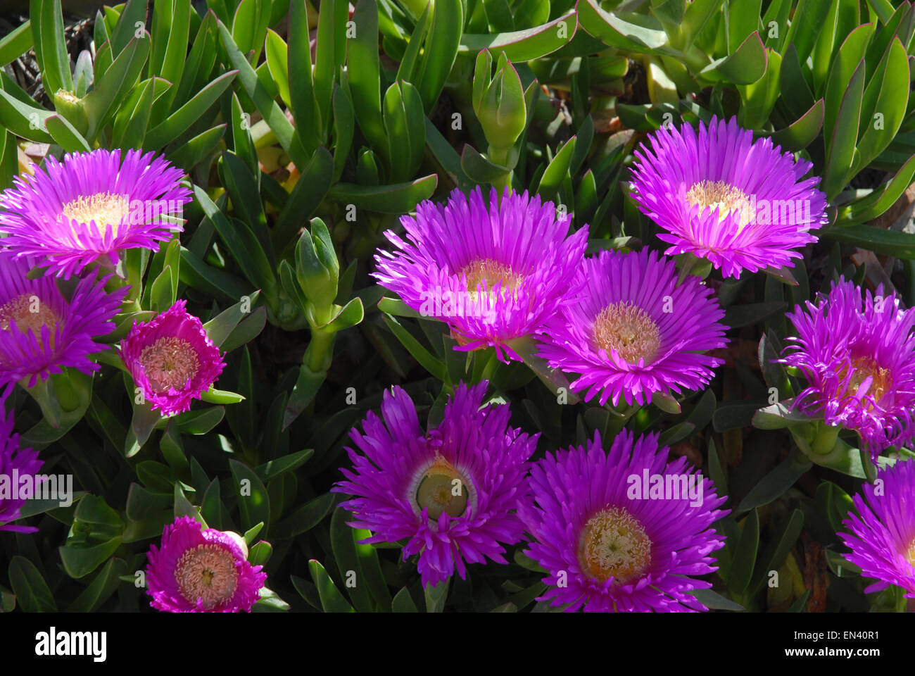 Carpobrotus glaucescens also known as Pigface or Angular Pigface is a member of the Family Aizoaceae Stock Photo