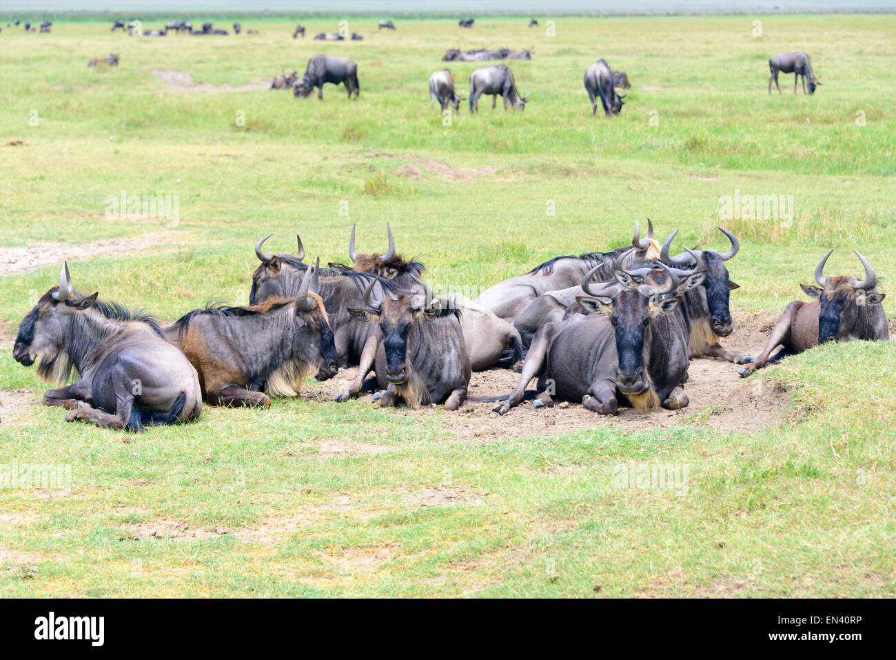 wildebeests, gnu, antelopes, Connochaetes in Ngorongoro Conservation Area, Tanzania, Africa Stock Photo
