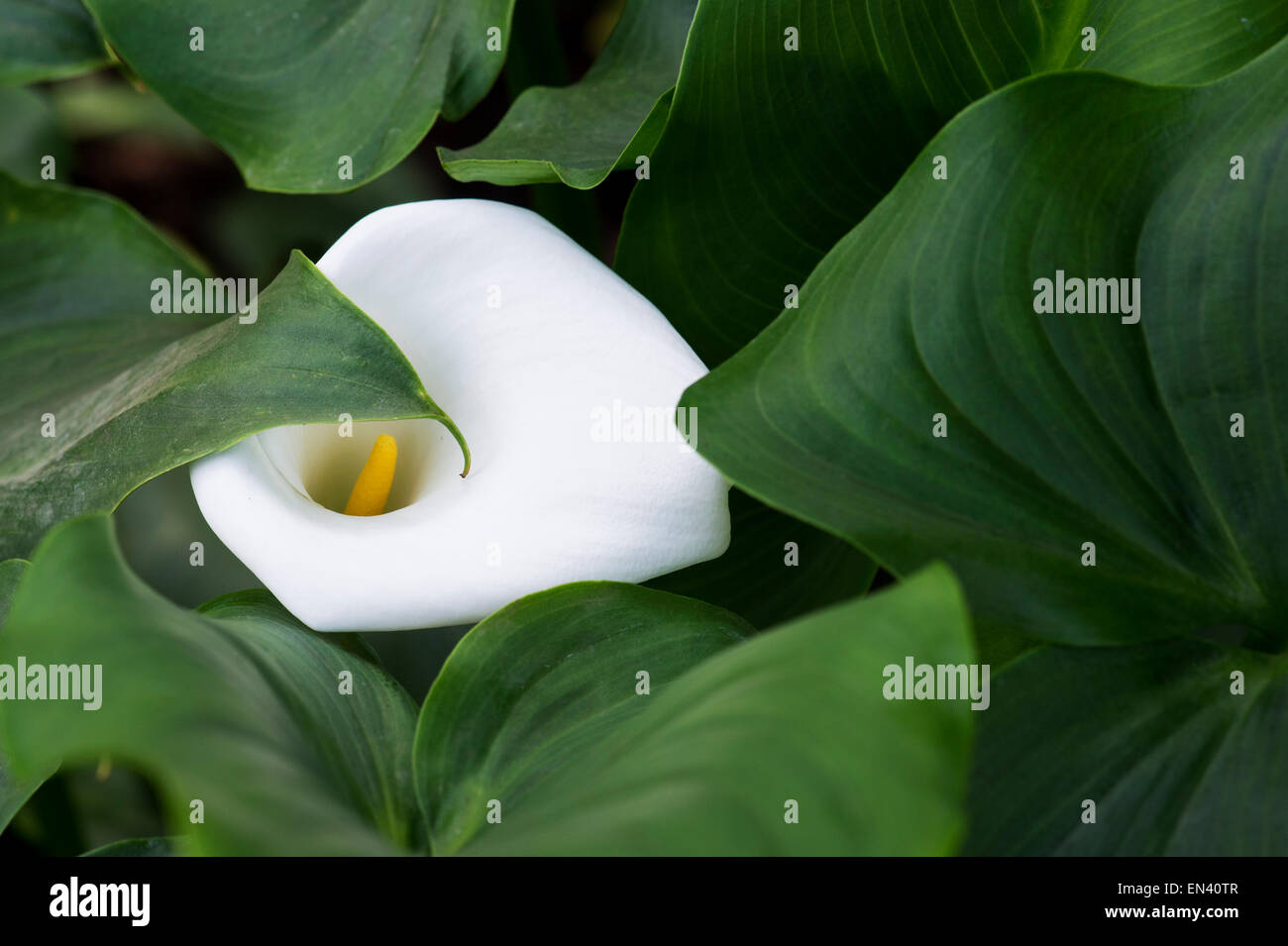 Zantedeschia Aethiopica 'Crowborough' . Arum lily Stock Photo