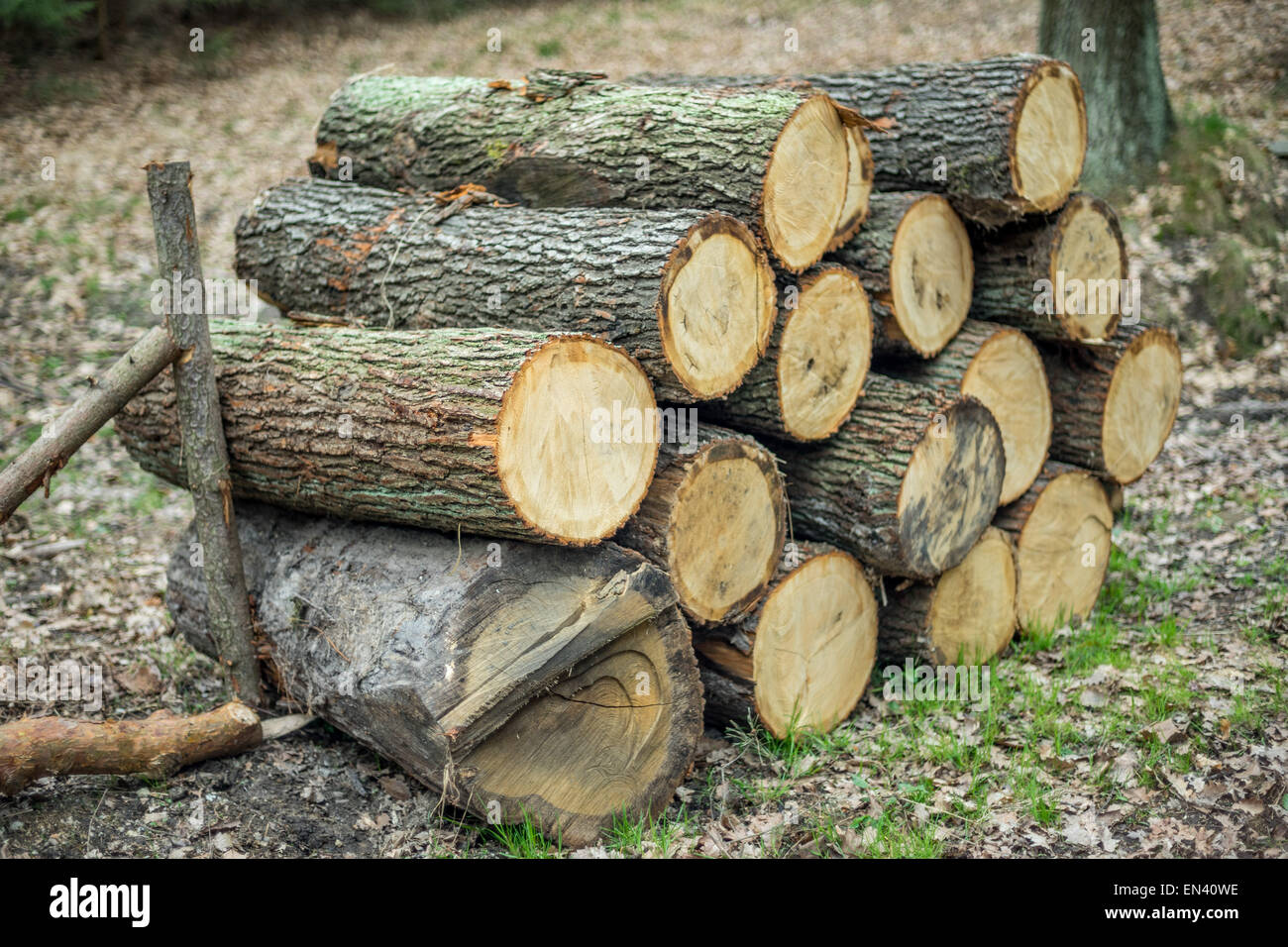 Wooden Logs