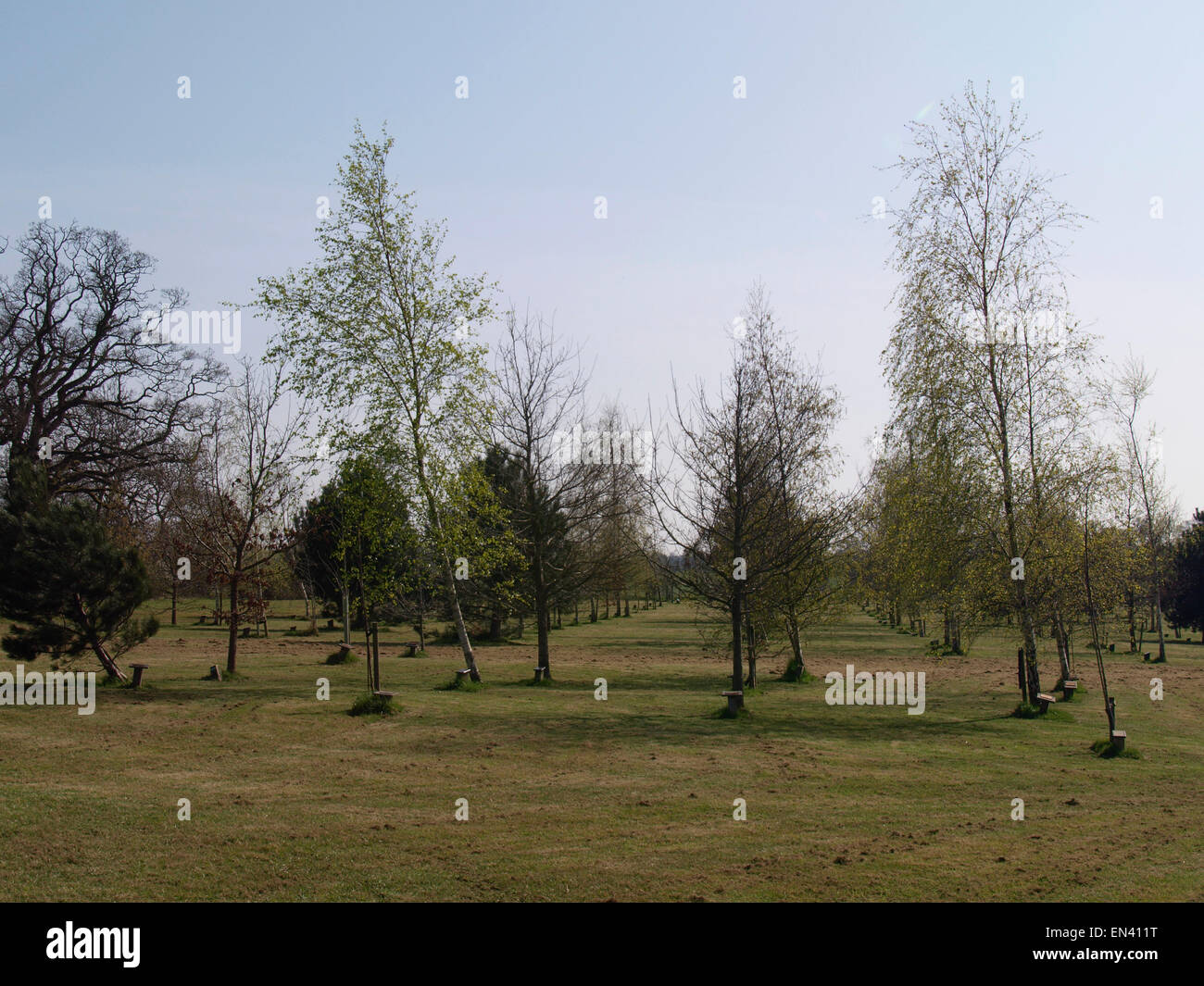 Life for a life memorial forest, Sutton Bingham, Yeovil, UK Stock Photo ...