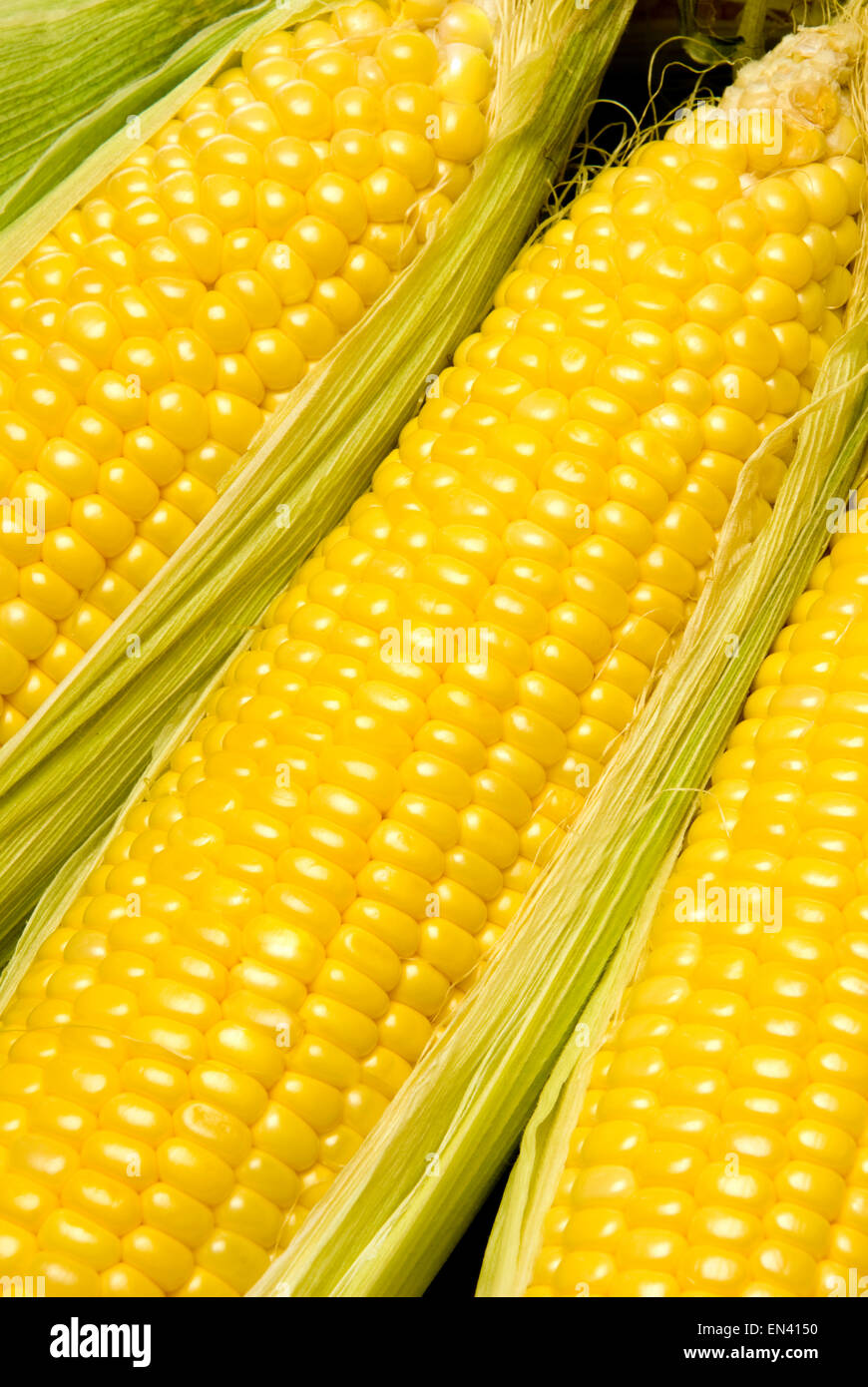 Fresh Picked Ears Of Corn Stock Photo Alamy