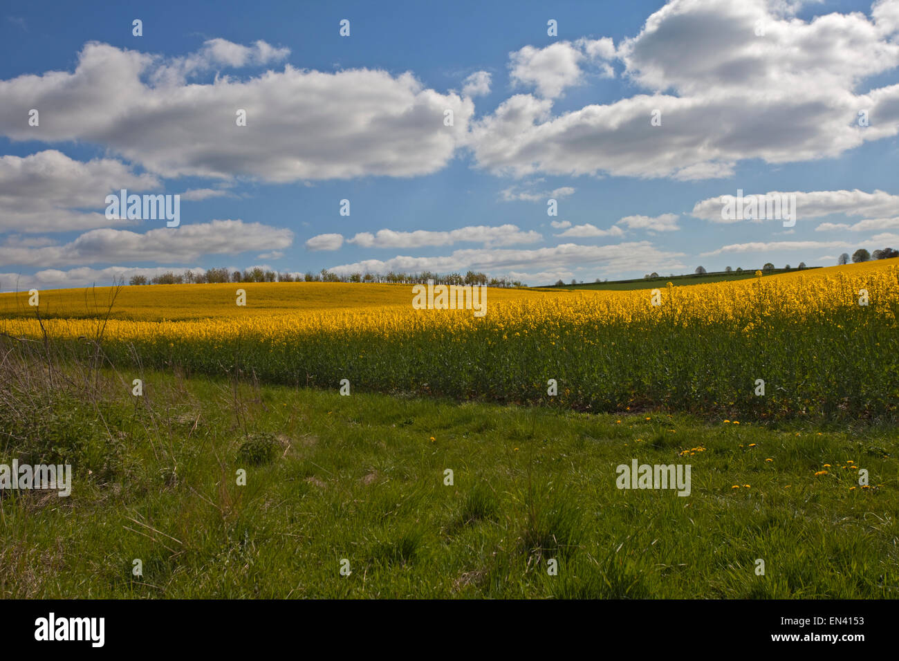 Rapeseed Field near Basingstoke, Hampshire, England Stock Photo Alamy