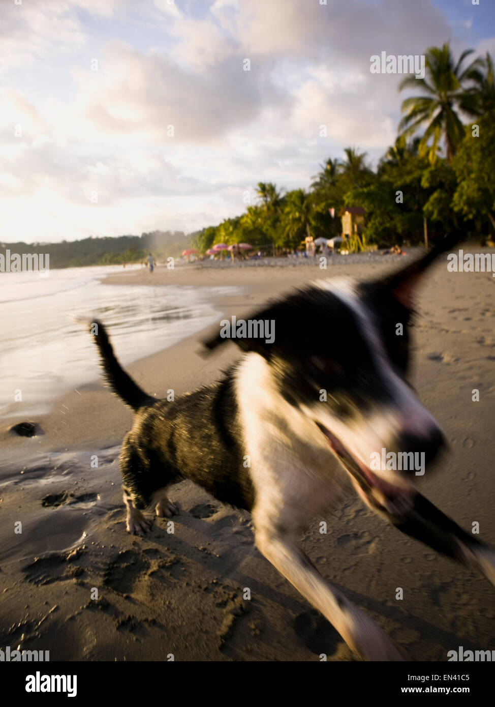 A dog on the beach Stock Photo