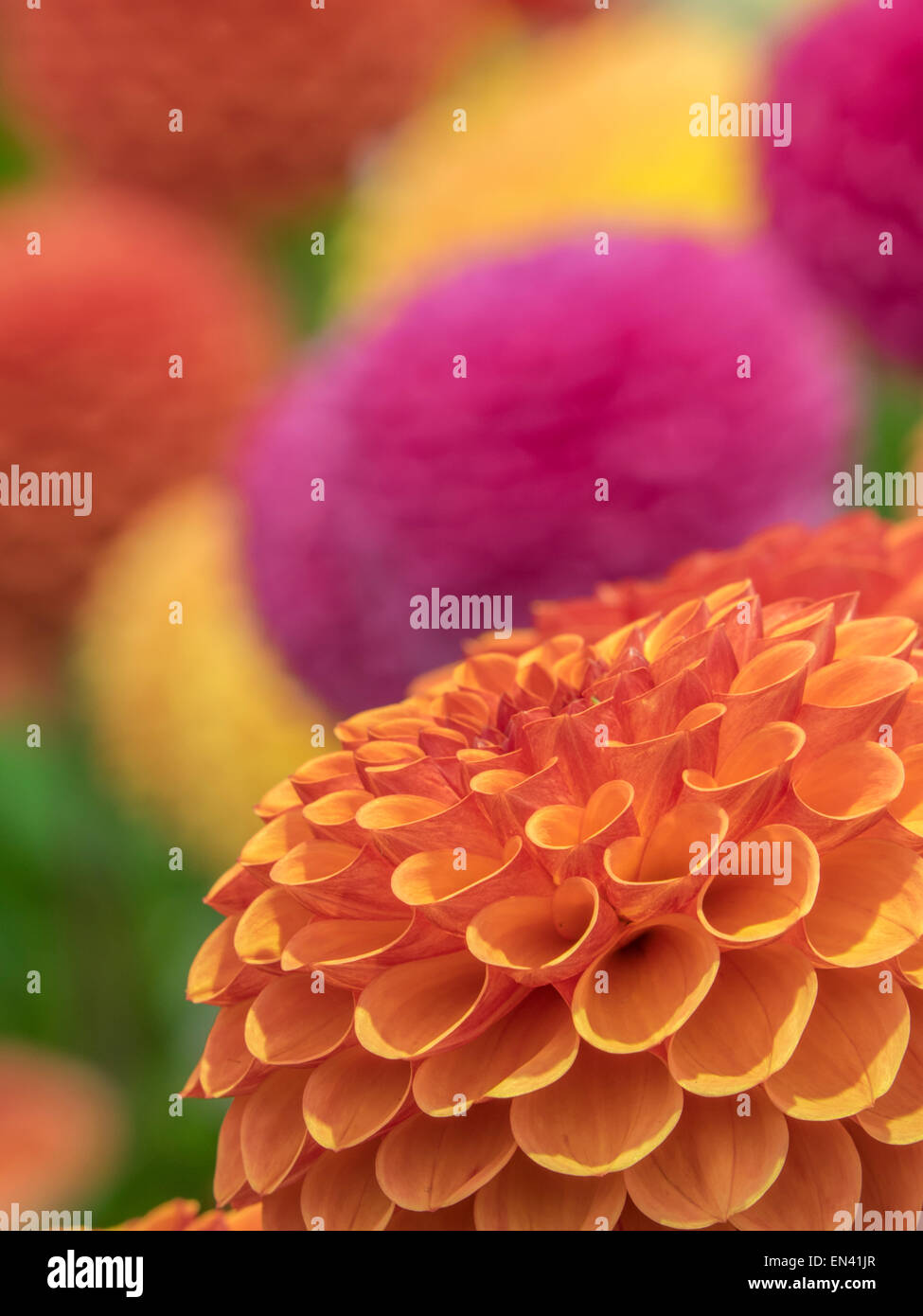 Purple pom pom dahlia hi-res stock photography and images - Alamy