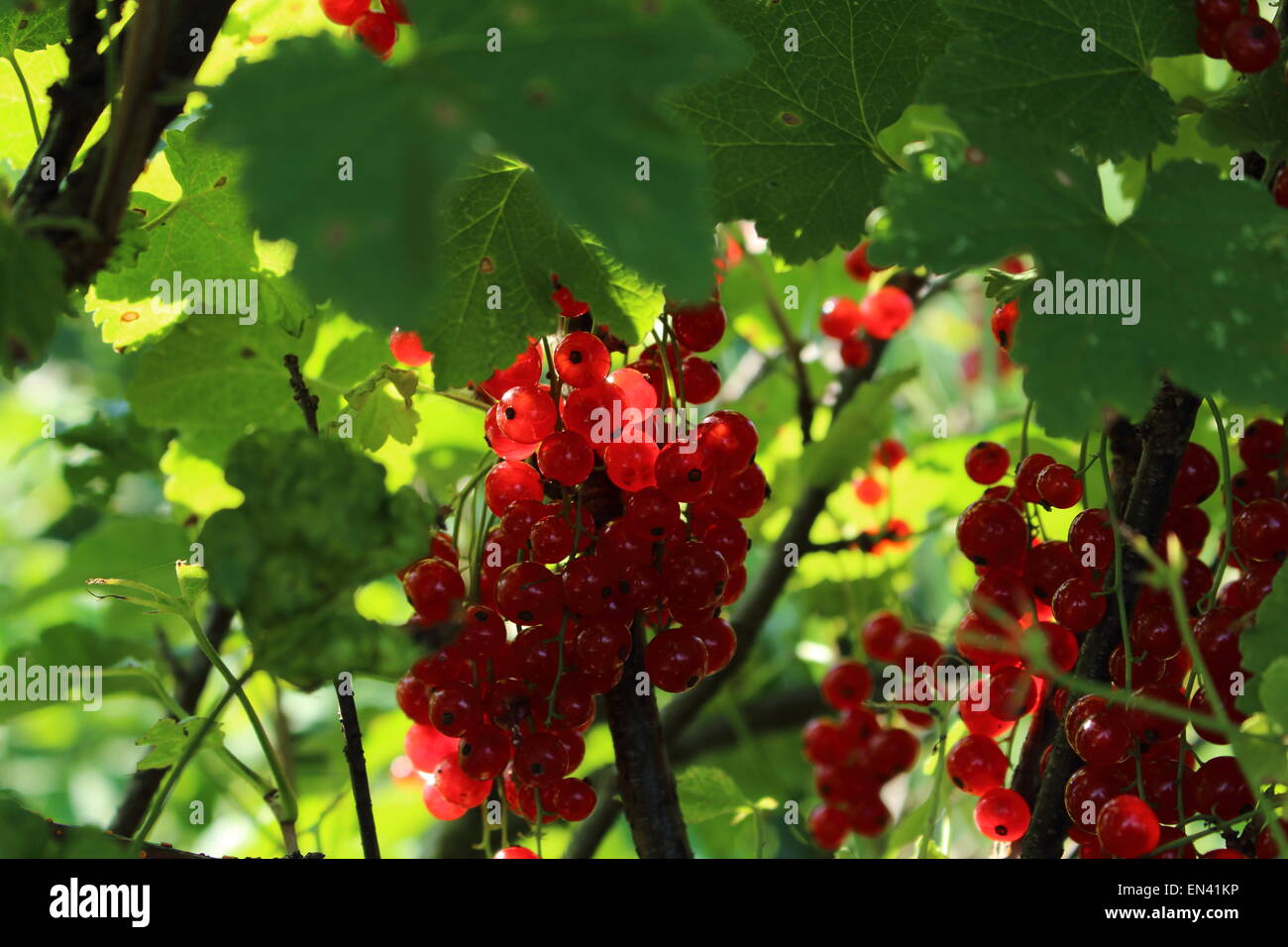 Sunlight through a bunch of red currants on the bush Stock Photo