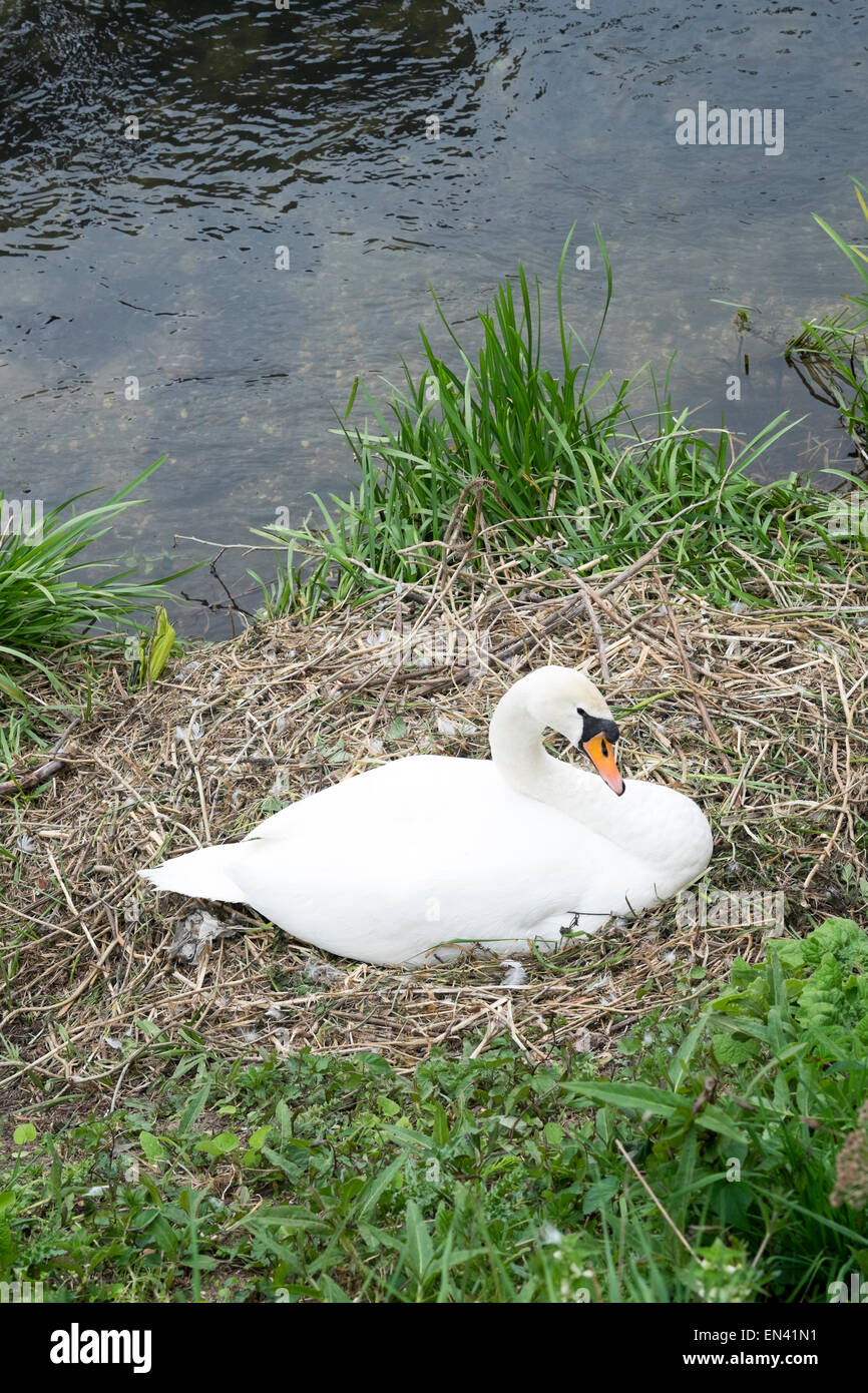 Swan sitting on nest next to UK river Stock Photo