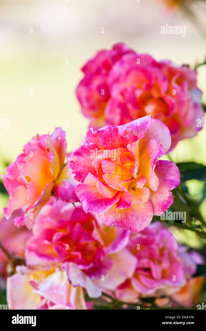 Joseph's Coat, a yellow, pink and red rose in a California Garden Stock Photo