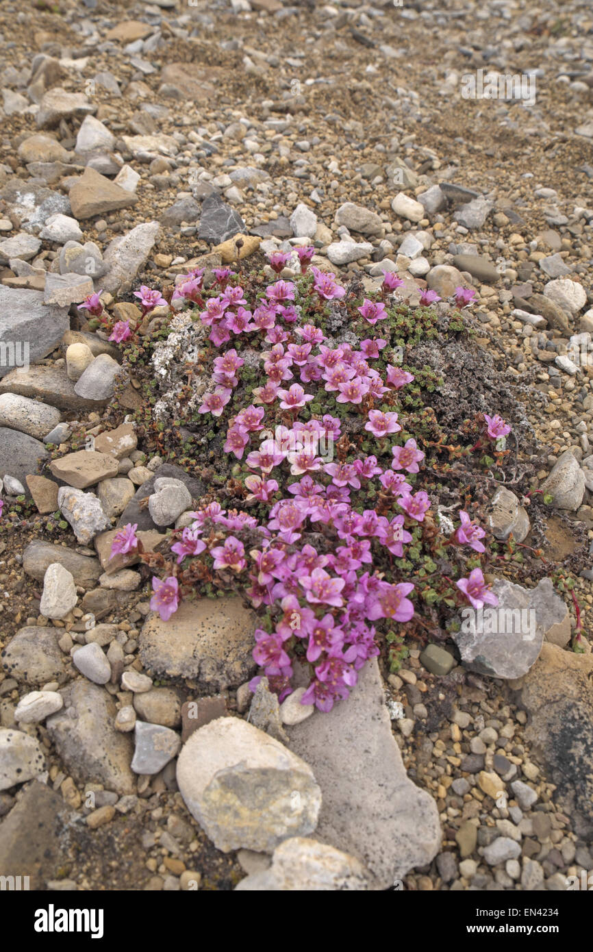 Purple saxifrage (Saxifraga oppositifolia), north Spitzbergen, Svalbard. Stock Photo