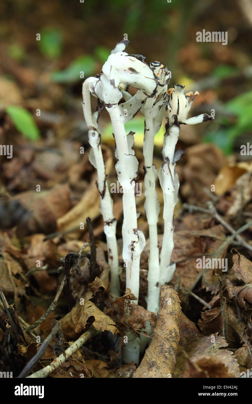 Monotropa, plant without chlorophyll, indian pipe Stock Photo