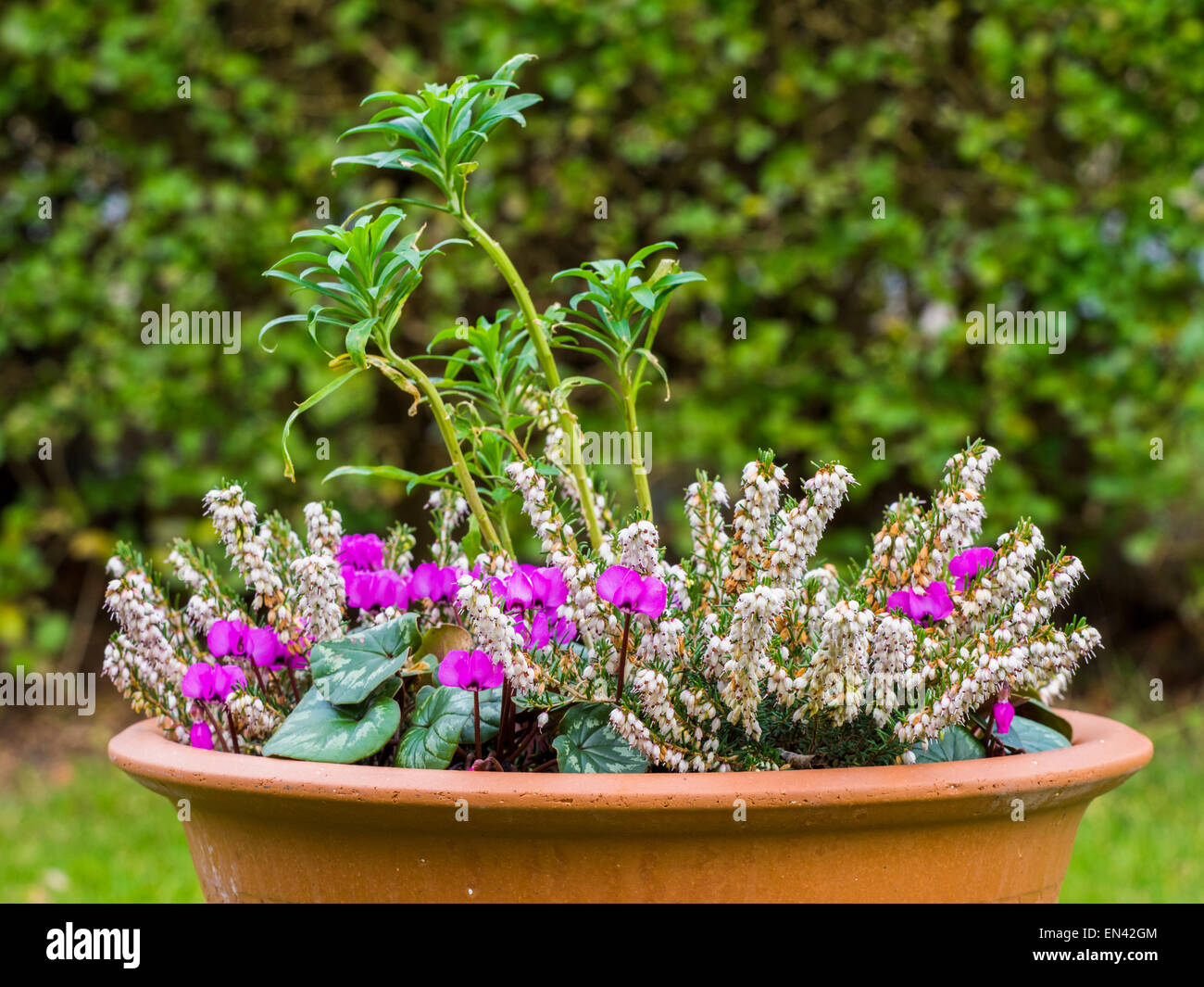 PLANTED WINTER CONTAINER WITH CYCLAMEN COUM, WHITE HEATHER  (ERICA) AND A WALLFLOWER Stock Photo