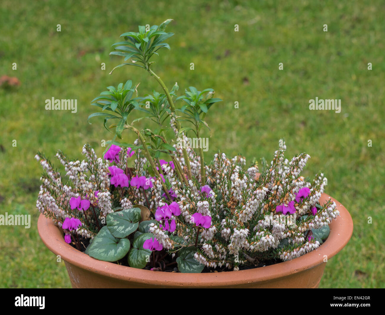 PLANTED WINTER CONTAINER WITH CYCLAMEN COUM, WHITE HEATHER  (ERICA) AND A WALLFLOWER Stock Photo