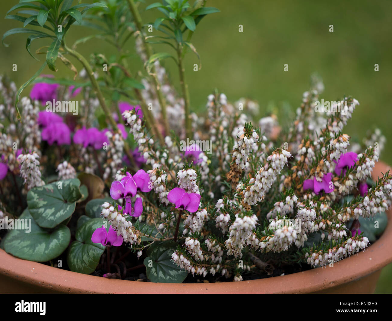 PLANTED WINTER CONTAINER WITH CYCLAMEN COUM, WHITE HEATHER  (ERICA) AND A WALLFLOWER Stock Photo