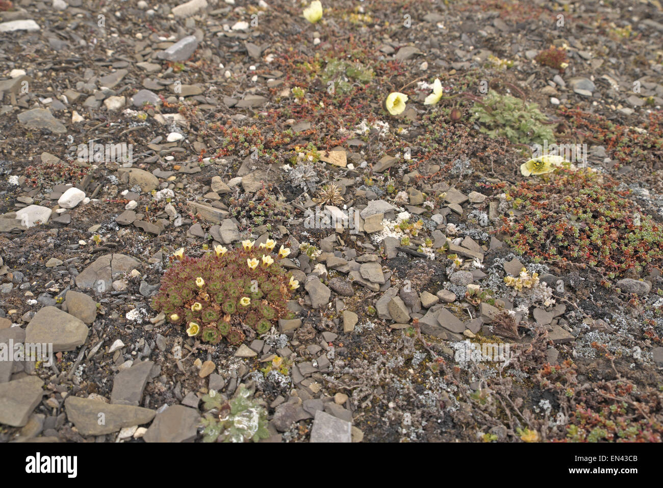 Svalbard poppy (Papaver dahlianum) to rear of picture and tufted saxifrage (Saxifraga cespitosa), north Nordaustlandet, Svalbard Stock Photo