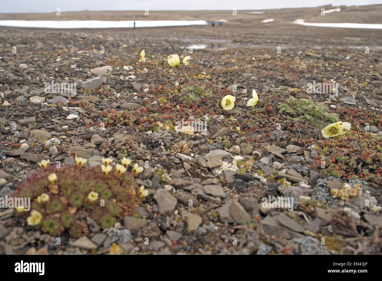 Svalbard poppy (Papaver dahlianum) centre of picture and tufted saxifrage (Saxifraga cespitosa), north Nordaustlandet, Svalbard. Stock Photo