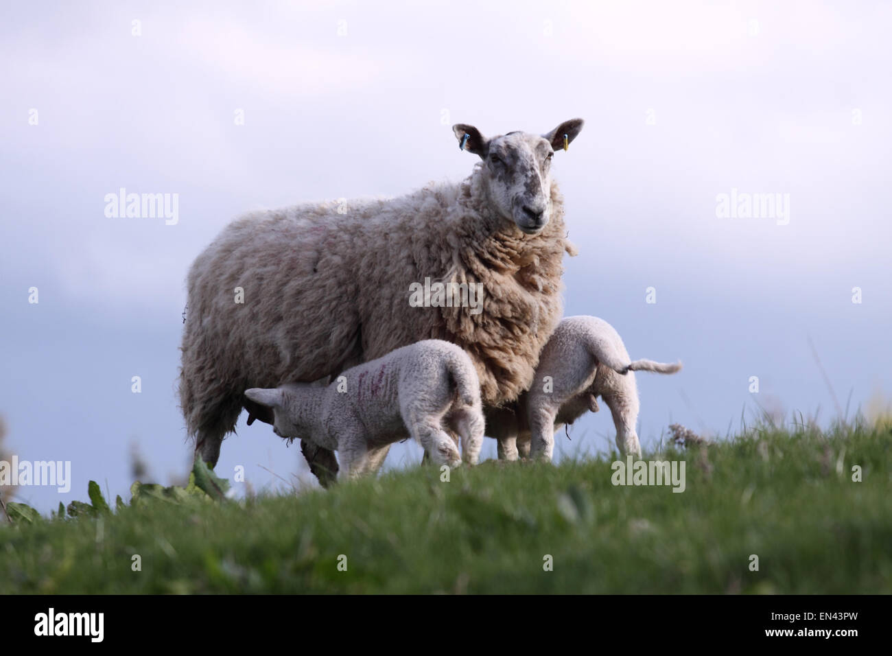 Herefordshire UK April 2015 Family of sheep gather under looming grey clouds as the final rays of sunlight after a much cooler spring day. Stock Photo