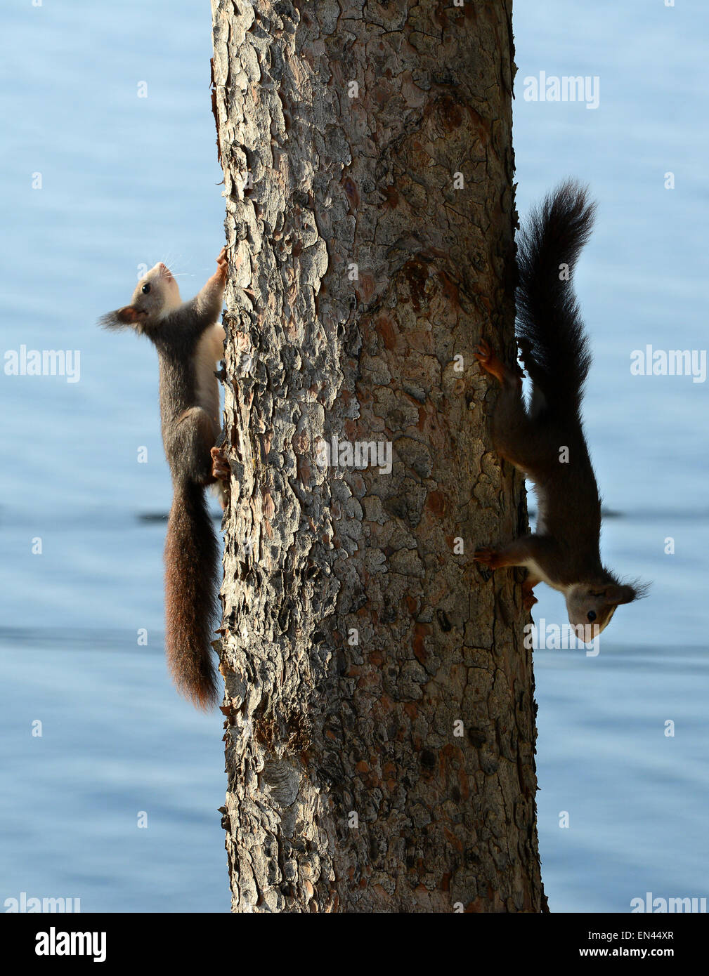 European red squirrel squirrels climbing tree in Costa del Sol Spain Spanish Stock Photo