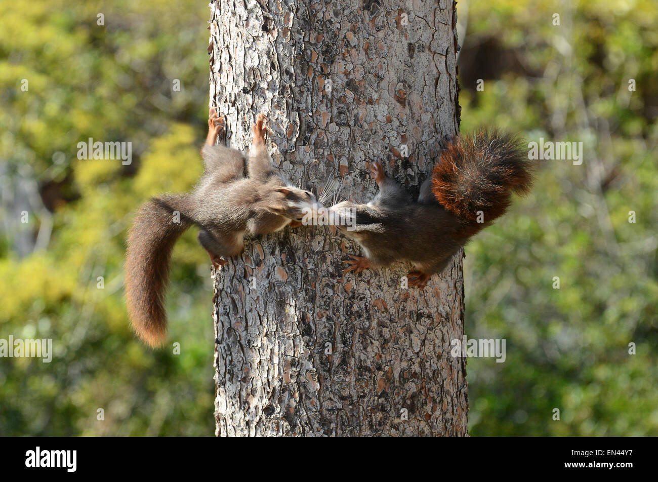 European red squirrel squirrels kissing in Costa del Sol Spain Spanish Stock Photo