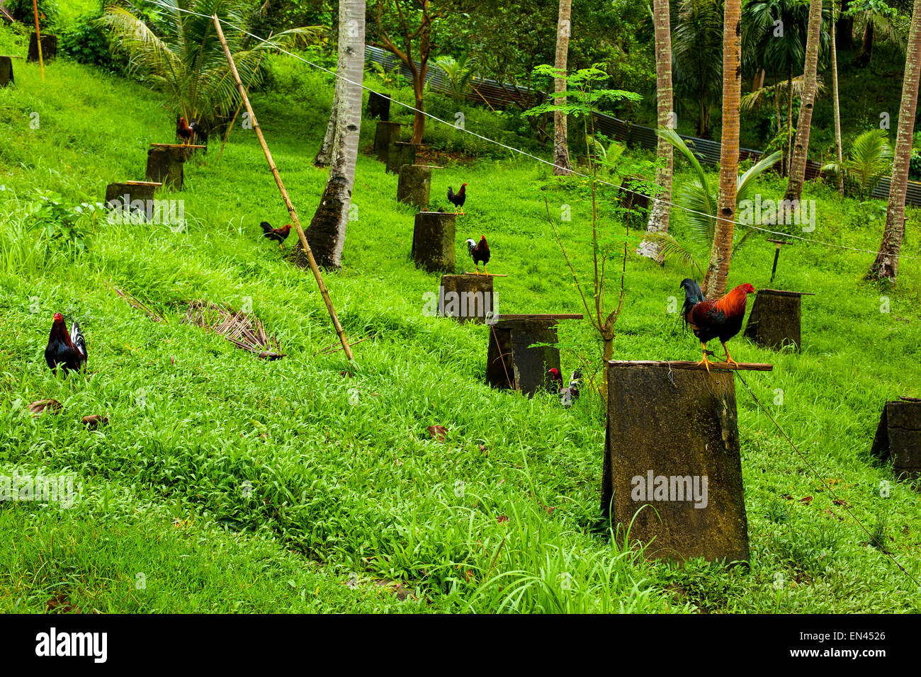 Roosters abound on a chicken ranch in the city of Famy, province of Laguna, Philippines on 25 December 2014. Stock Photo