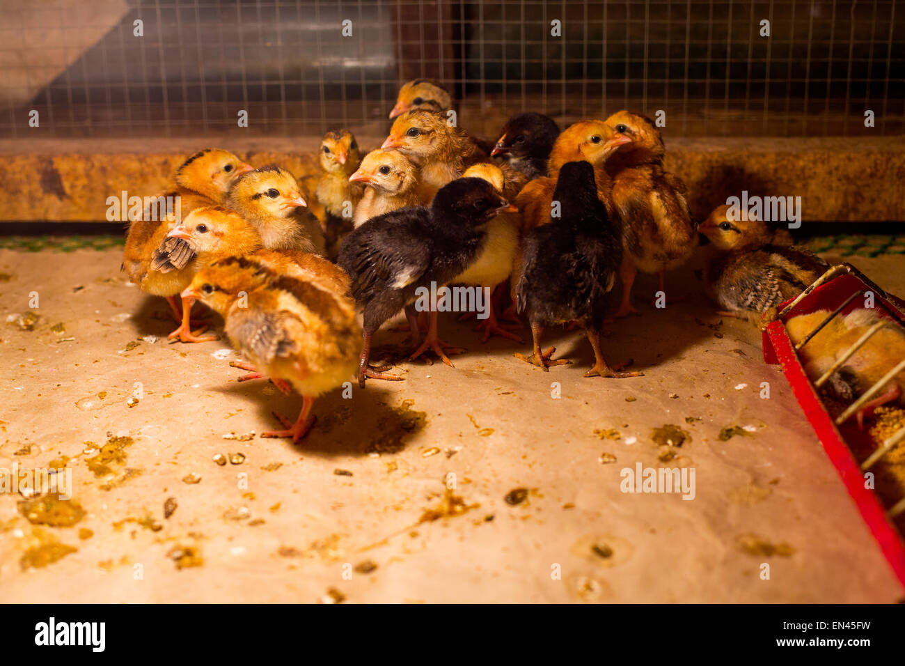 Chicks fill the coop in the city of Famy, province of Laguna, Philippines on 25 December 2014. Stock Photo