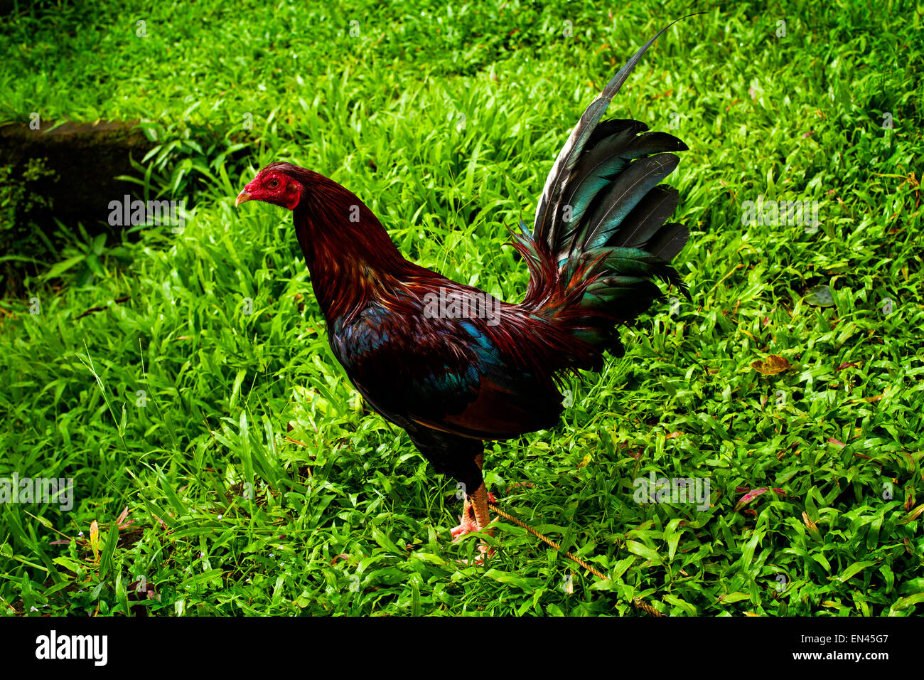 A rooster stands in the grass in the city of Famy, province of Laguna, Philippines on 25 December 2014. Stock Photo
