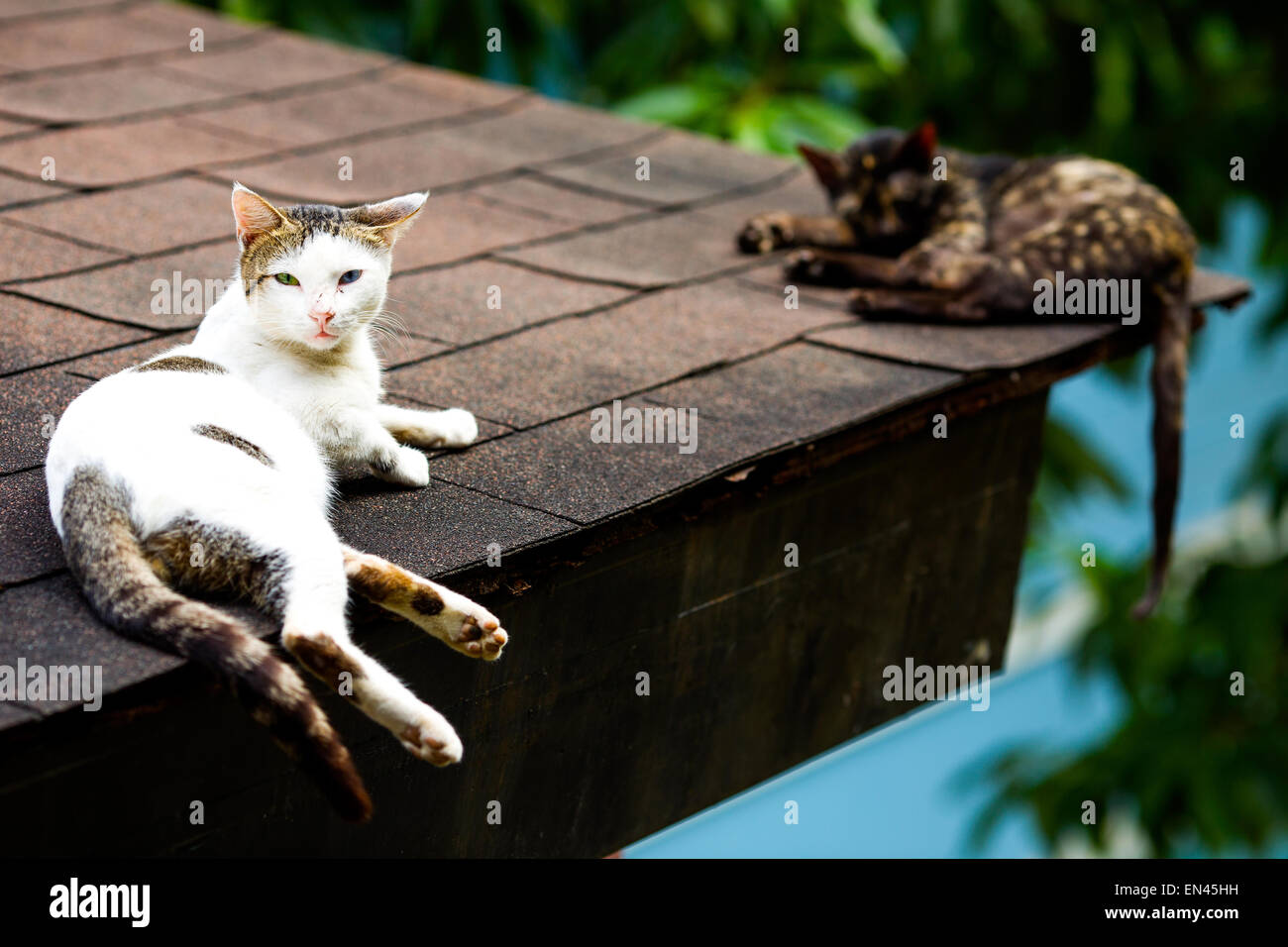 Two cats relax on a roof in the city of Antipolo, Province of Rizal, Philippines on 2 January 2015. Stock Photo